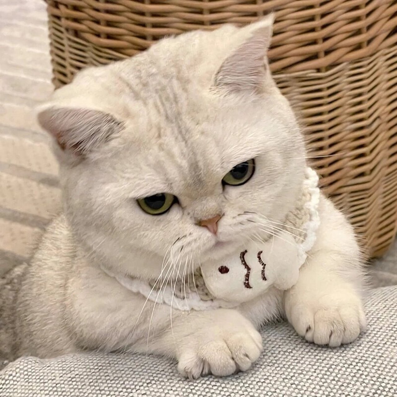 软萌猫猫91头像 有谁不爱修猫呢