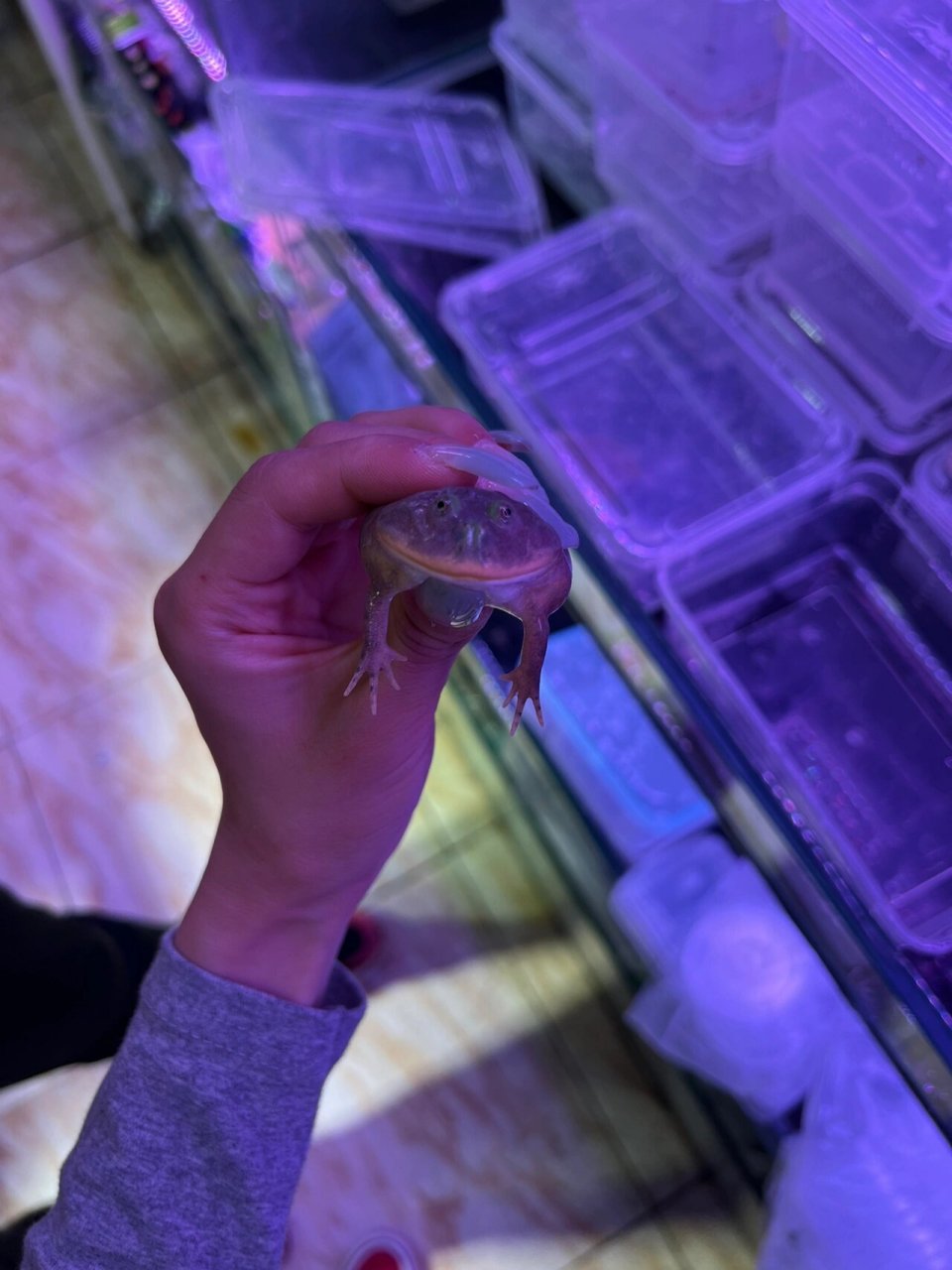 小丑蛙 入手一只小丑蛙,真的是丑萌丑萌