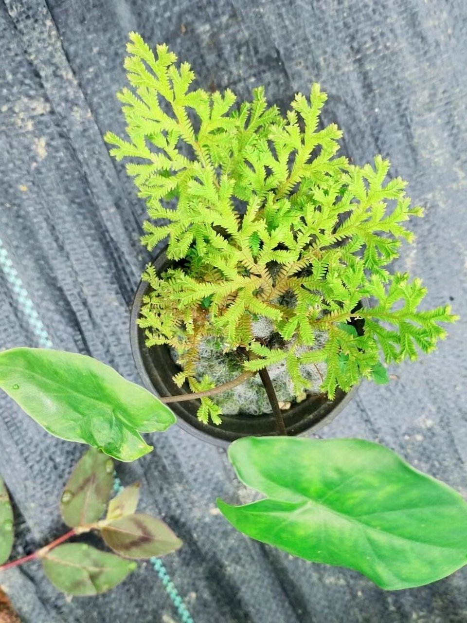 您喜欢吗 卷柏是可以种植在家里的,这种植物不仅观赏性强,还有着净化