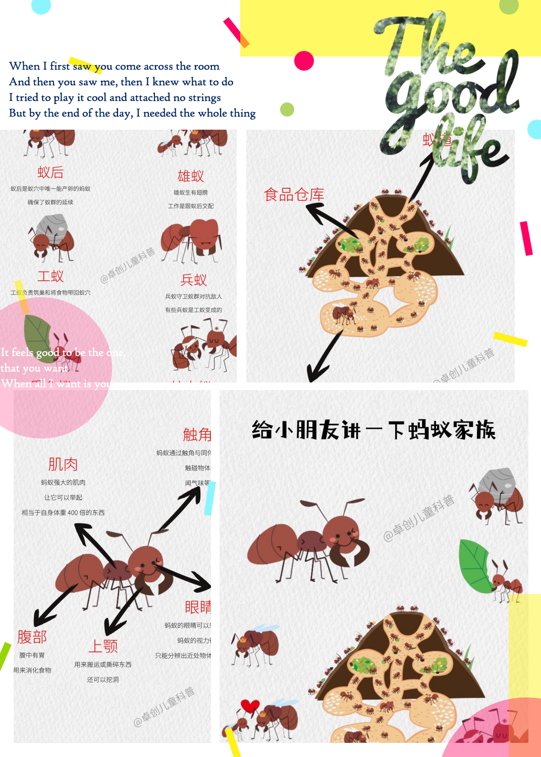 这是一本关于蚂蚁家族的科普图鉴,让我们一起来了解这些小家伙的泼铑