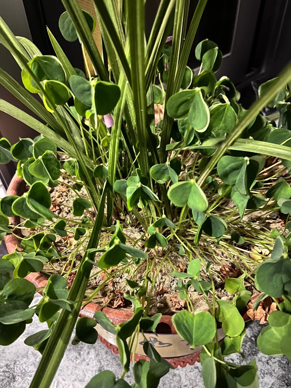 三叶草竟然晚上会睡觉 惊呆了 刚刚去阳台看三叶草竟然闭起来了 在