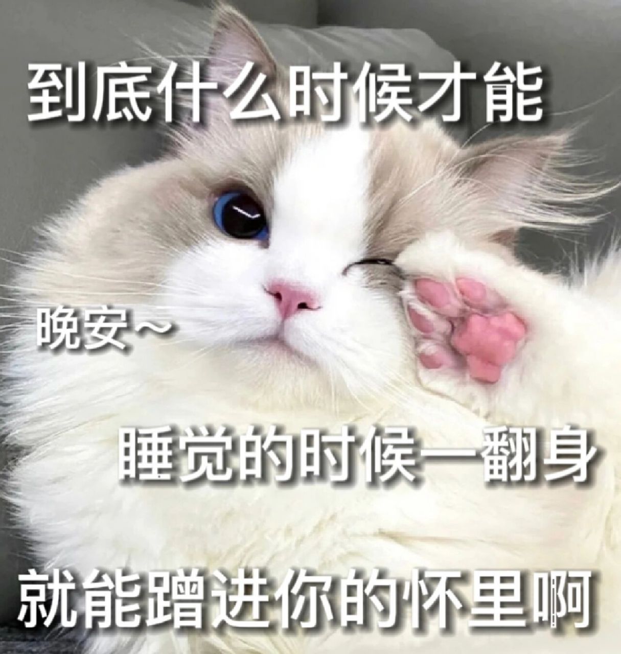 猫咪表情包第26弹(晚安篇) 本期猫咪模特是 哦