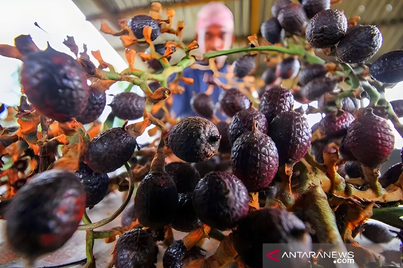 为棕榈科植物麒麟竭果实渗出的树脂经加工制成