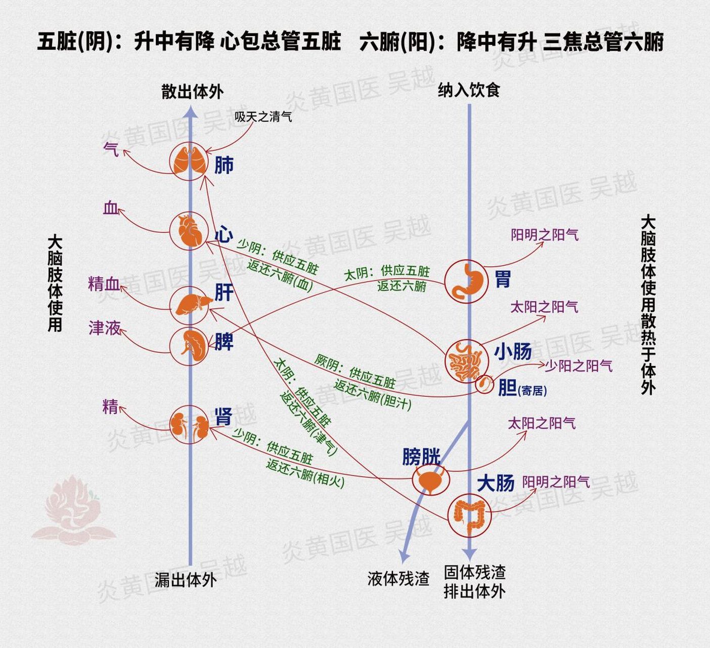 《伤寒论》"六经病欲解时"隐含的奥秘 太阳病欲解时,从巳尽未,中位为"