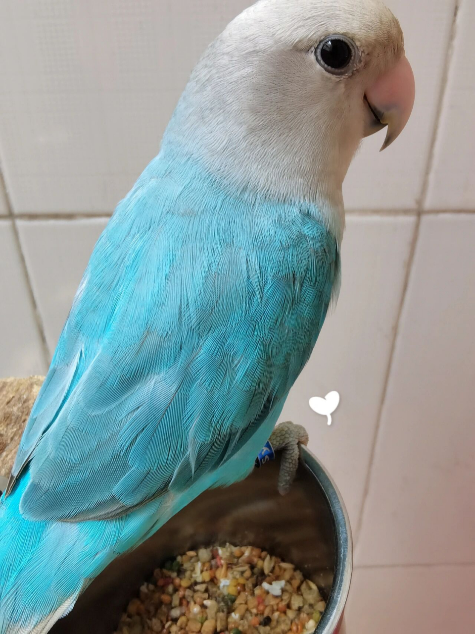 成年松石蓝闪的美 一起来欣赏饺子的盛世美颜美颜[舔屏]