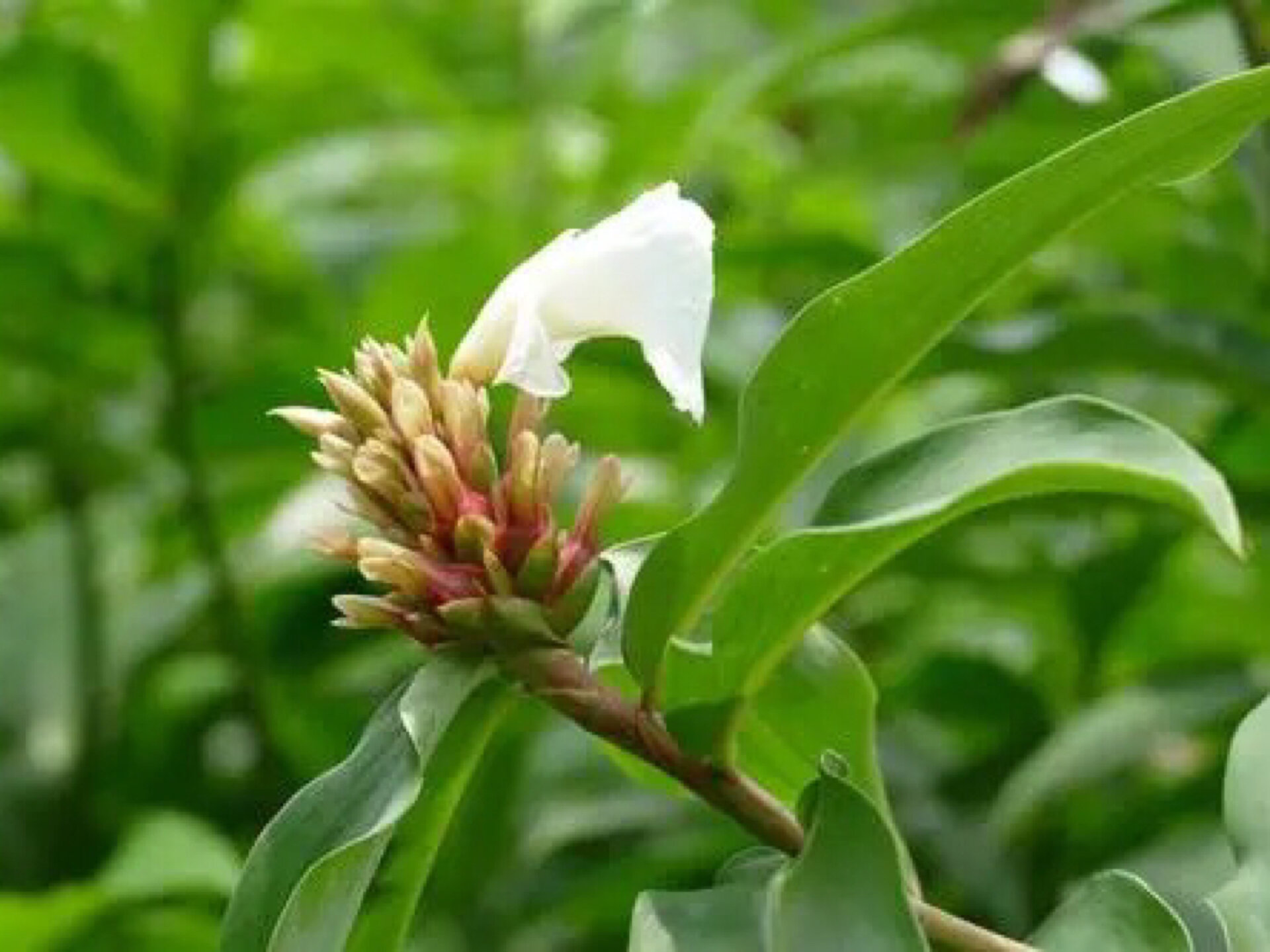 每日一花|闭鞘姜