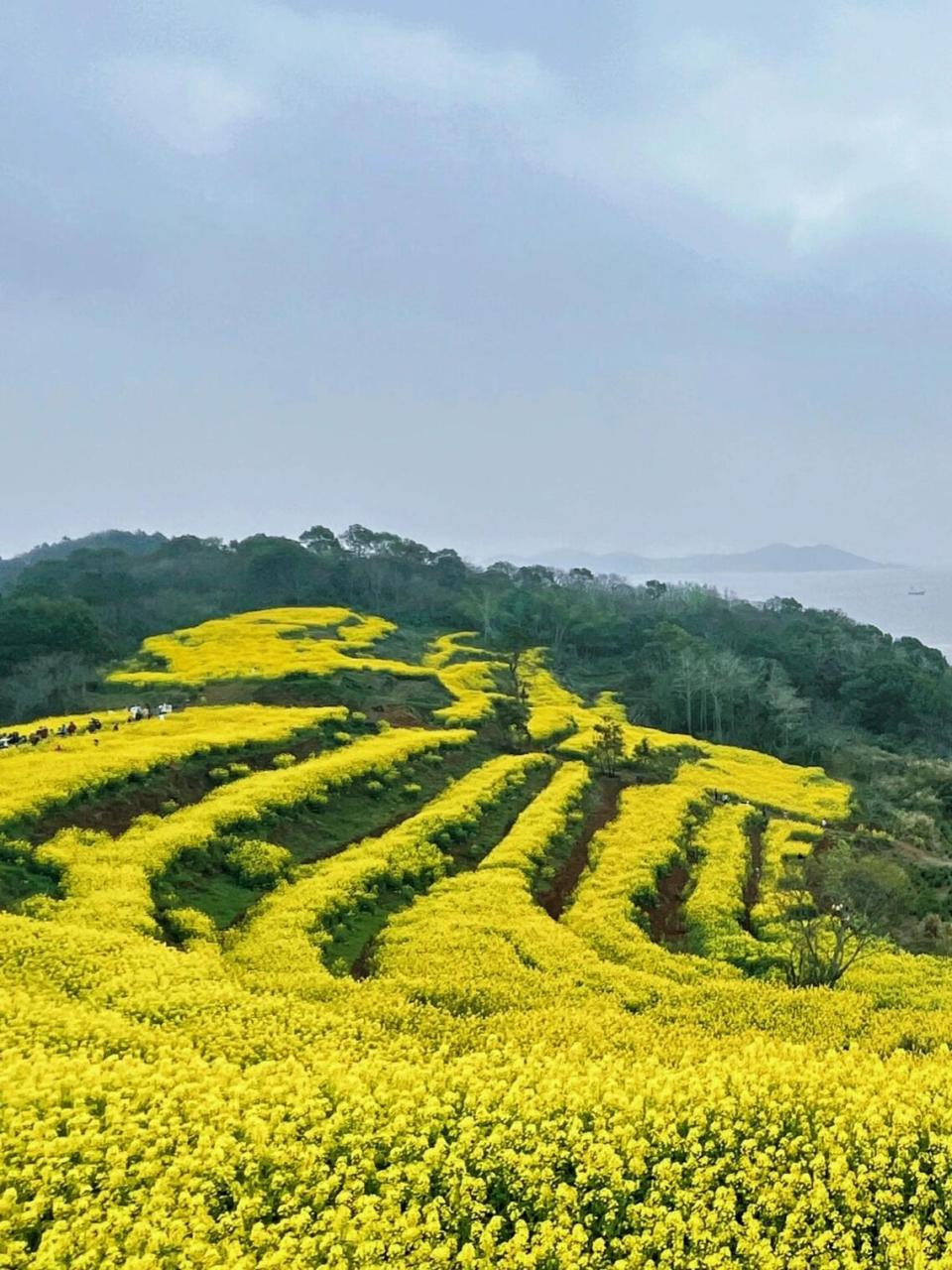 象山油菜花基地图片