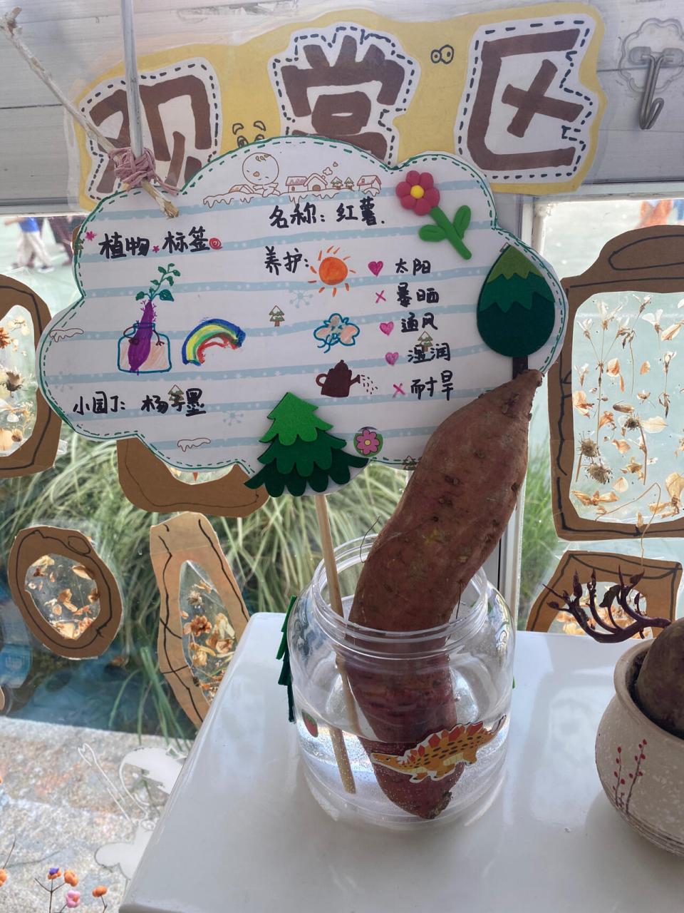 幼儿园作业植物标签——红薯🍠