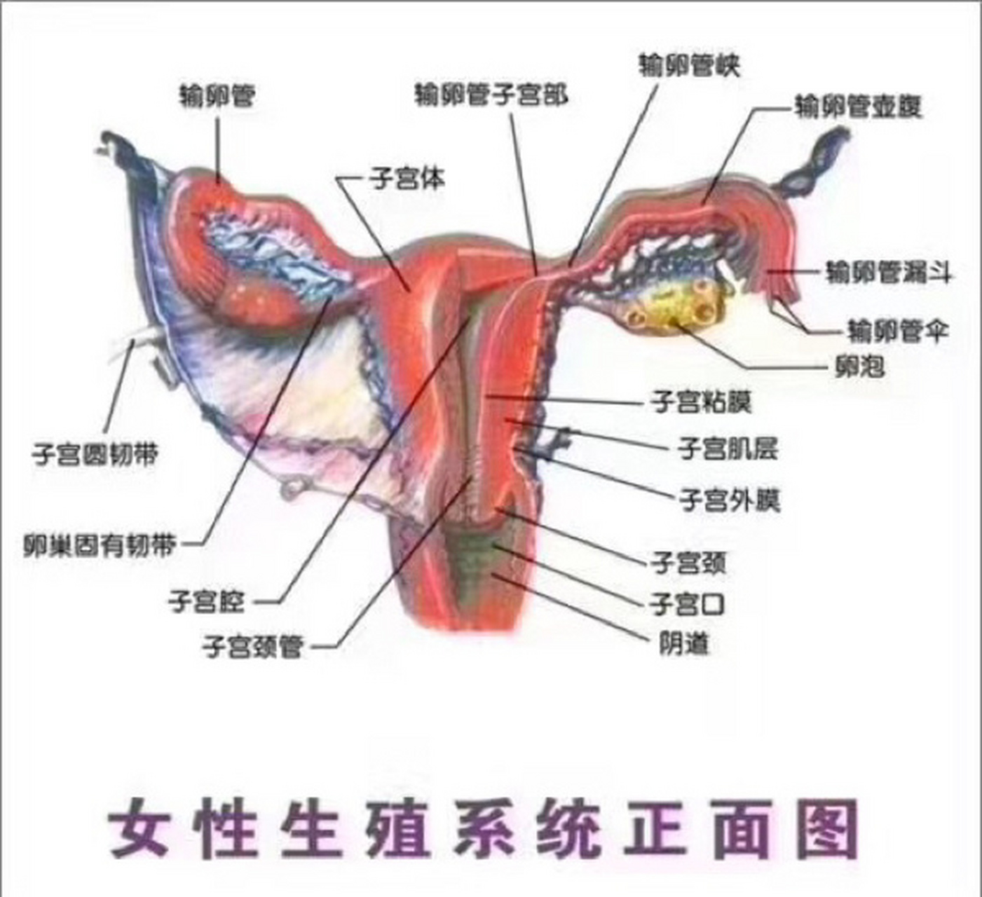 你了解我们女性阴道的结构嘛?