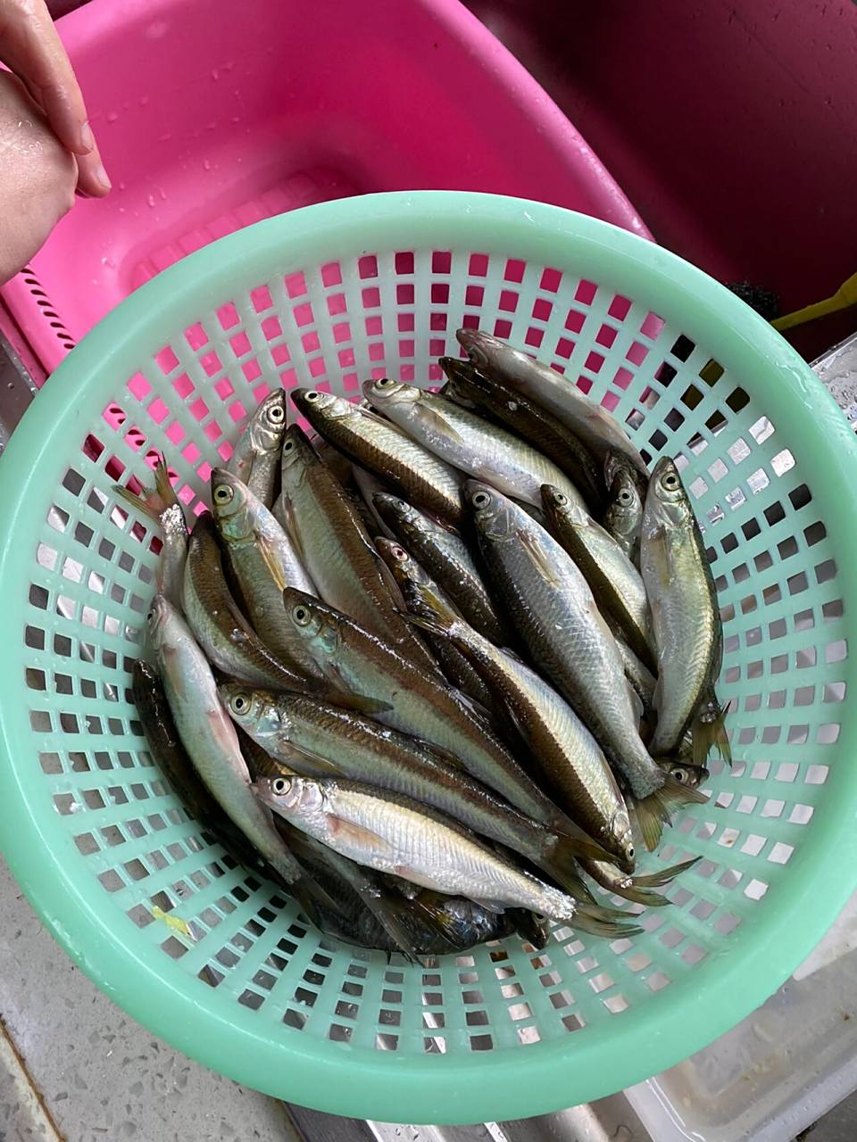 今天钓的穿条鱼95油炸超好吃