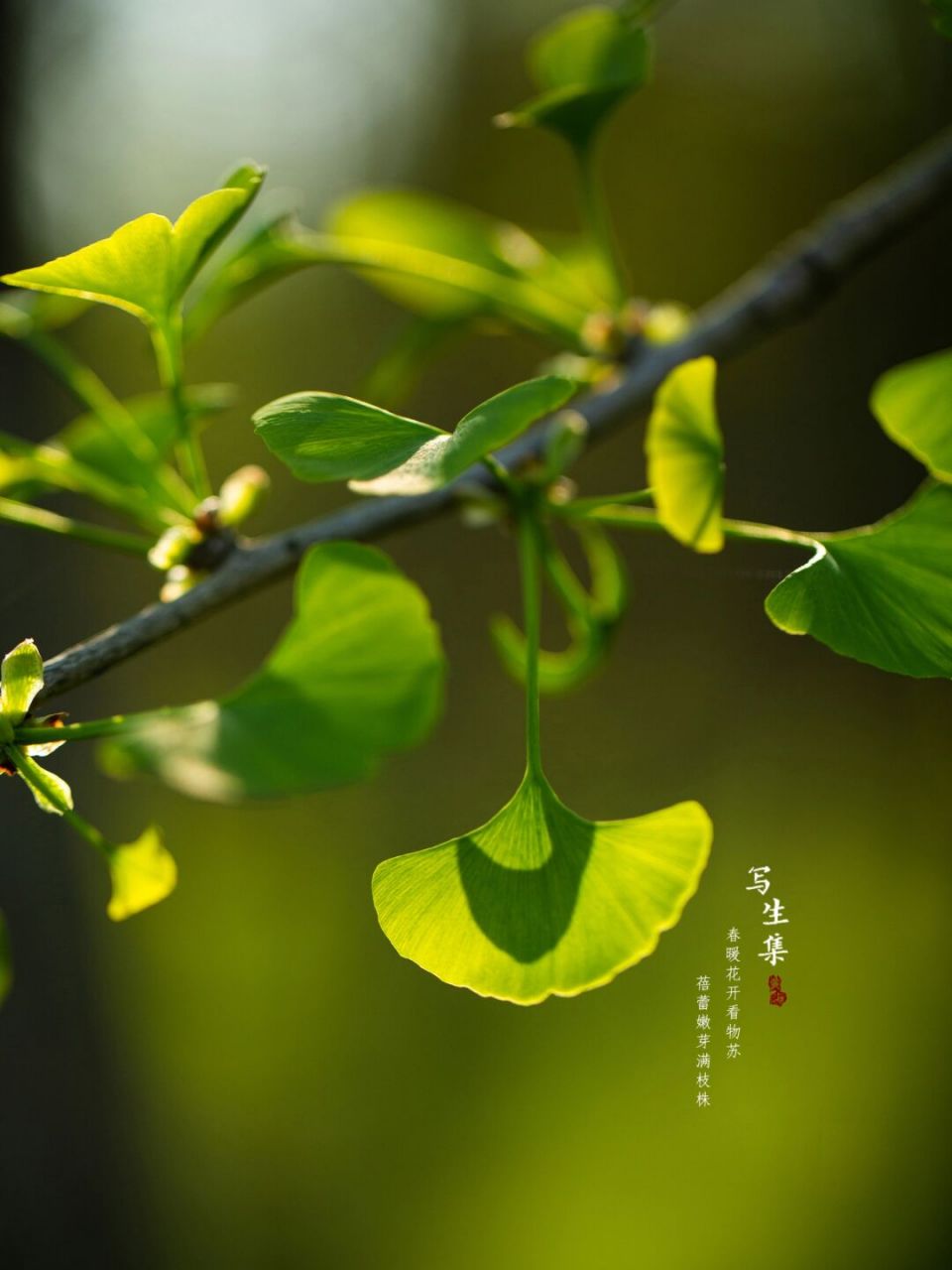 春天银杏树叶的样子图片