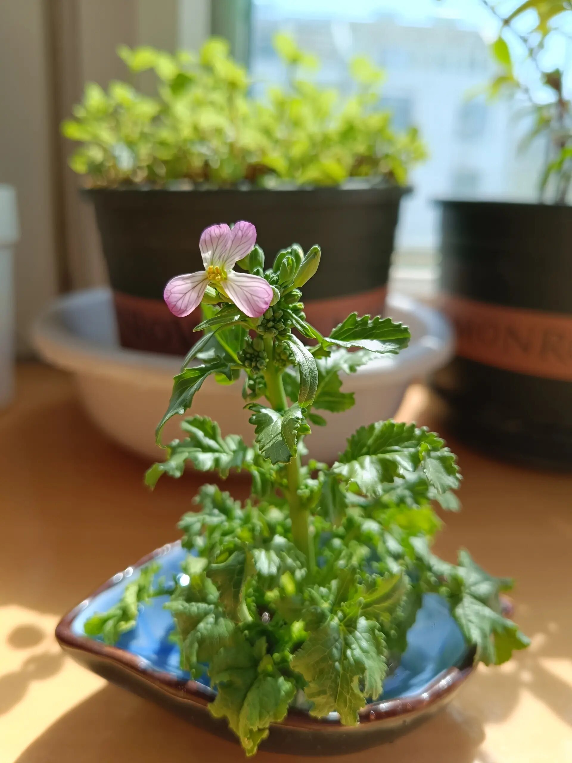 关于我家奇奇怪怪的植物之水萝卜花 前几天买的水萝卜发了芽,我就把这