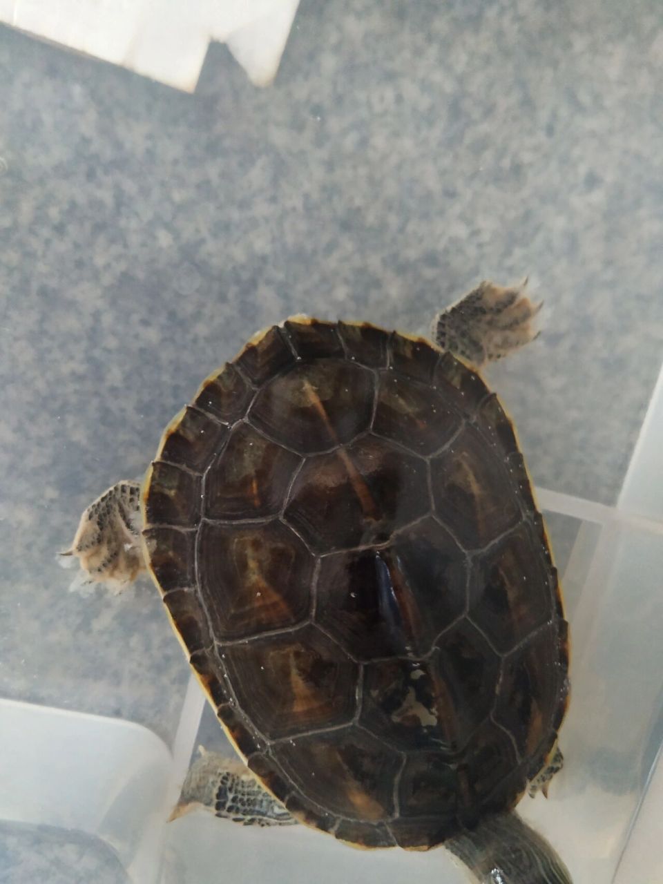 问下小红薯94们,乌龟四肢有白色的东西飘来飘去是什么来的?