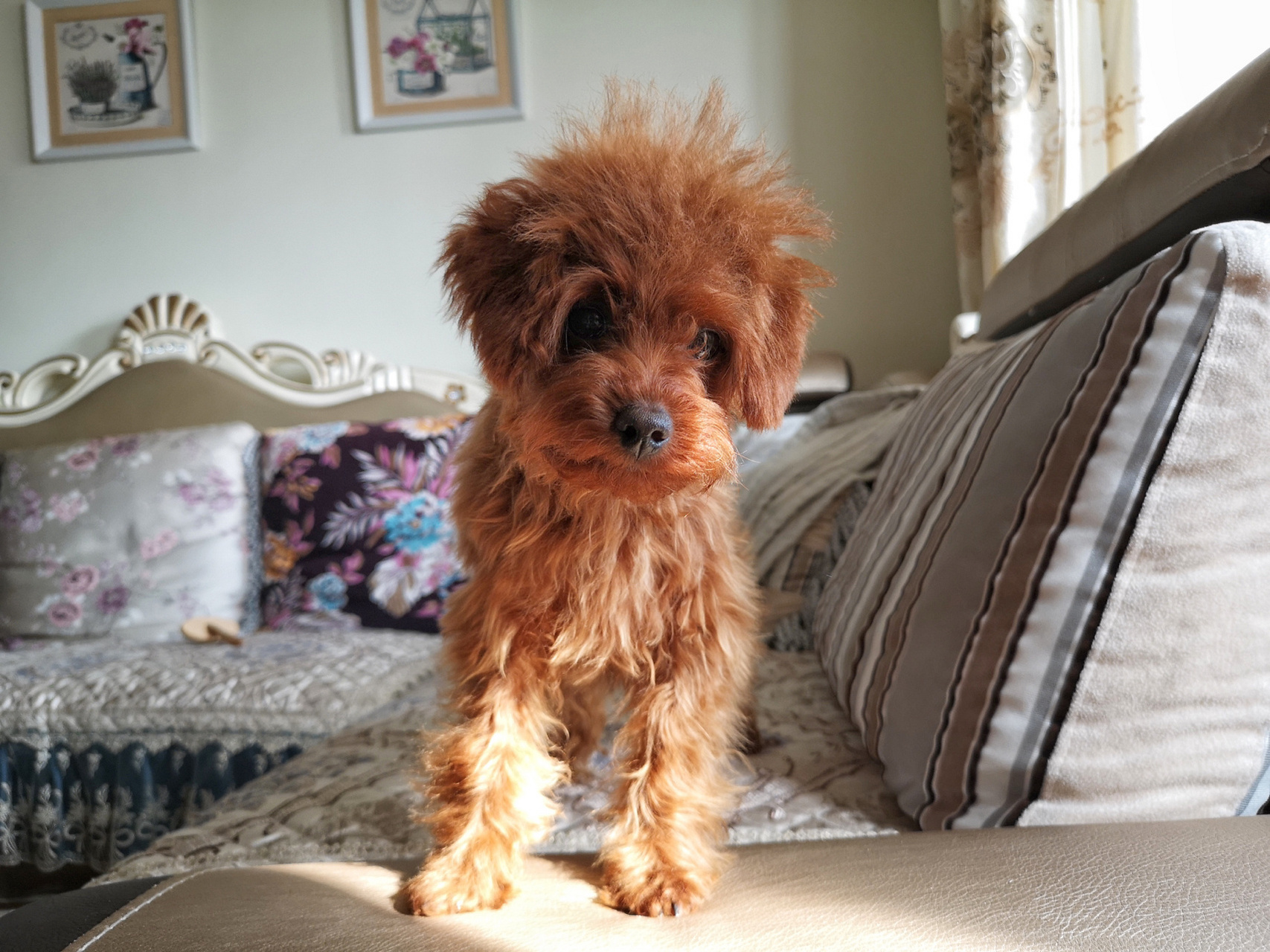 泰迪尴尬期先别扔,养养看,一定会惊艳你!