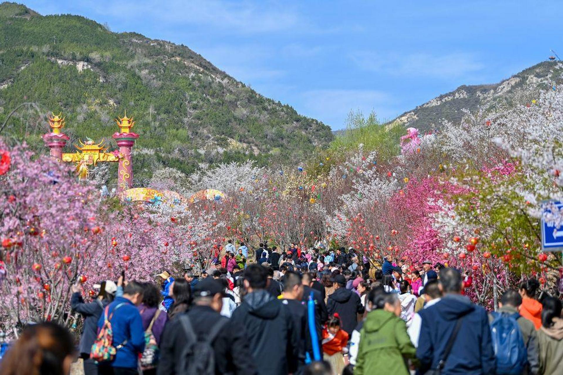 时下,位于山西省太原市万柏林区的玉泉山城郊森林公园里,1000多亩樱花