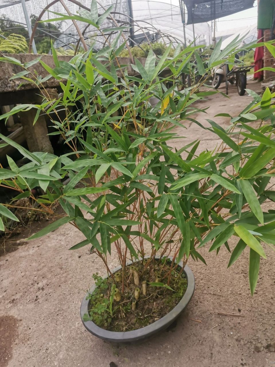 丛林老桩琴丝竹