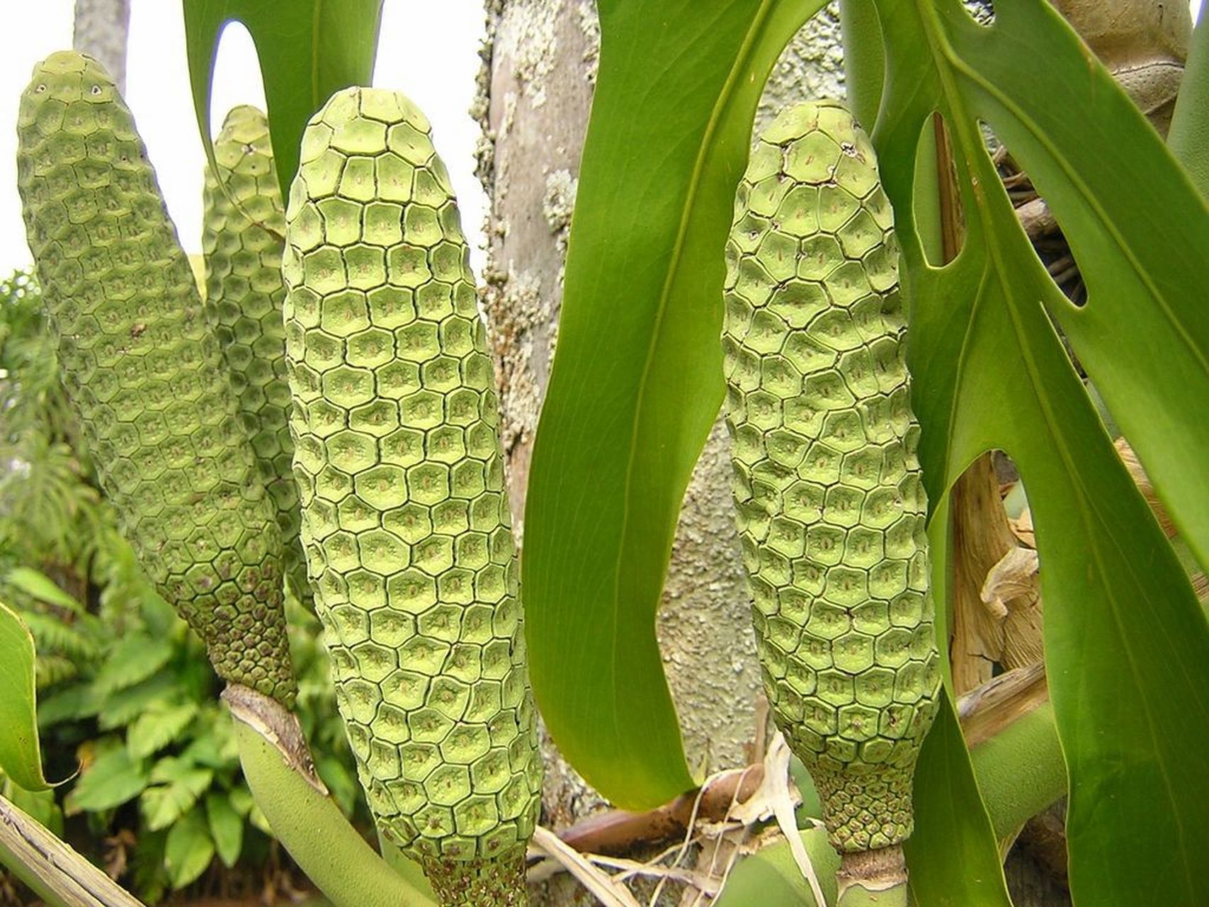 木植百科#龟背竹# 龟背竹(学名:monstera deliciosa liebm.