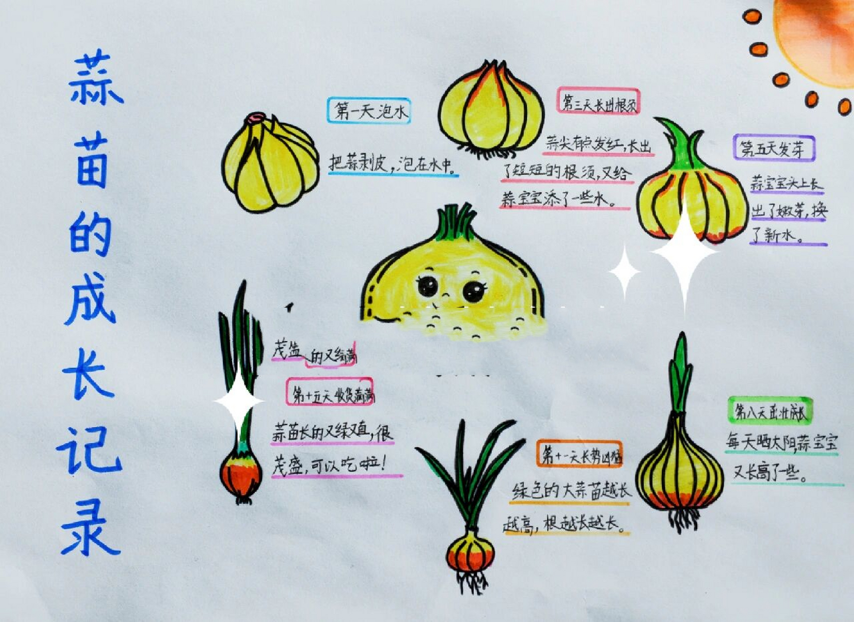 大蒜生长过程记录绘画图片
