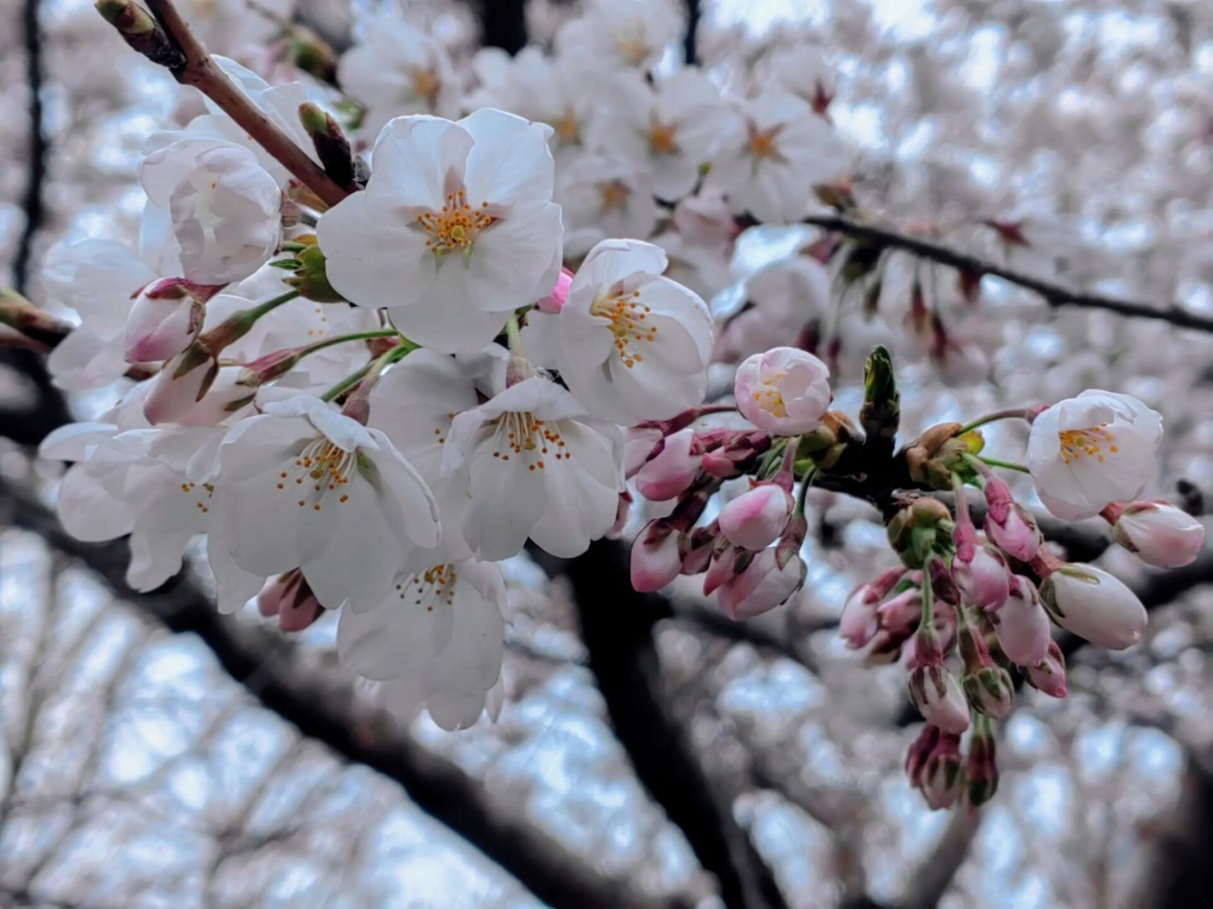 大连赏樱快报|劳动公园樱花开了 快去打卡吧 最近路过劳动公园 发现