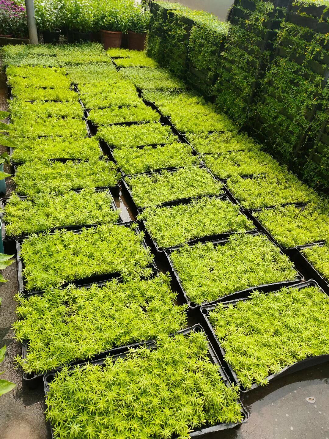 金沙蔓,佛甲草,姬岩垂草,大量现货