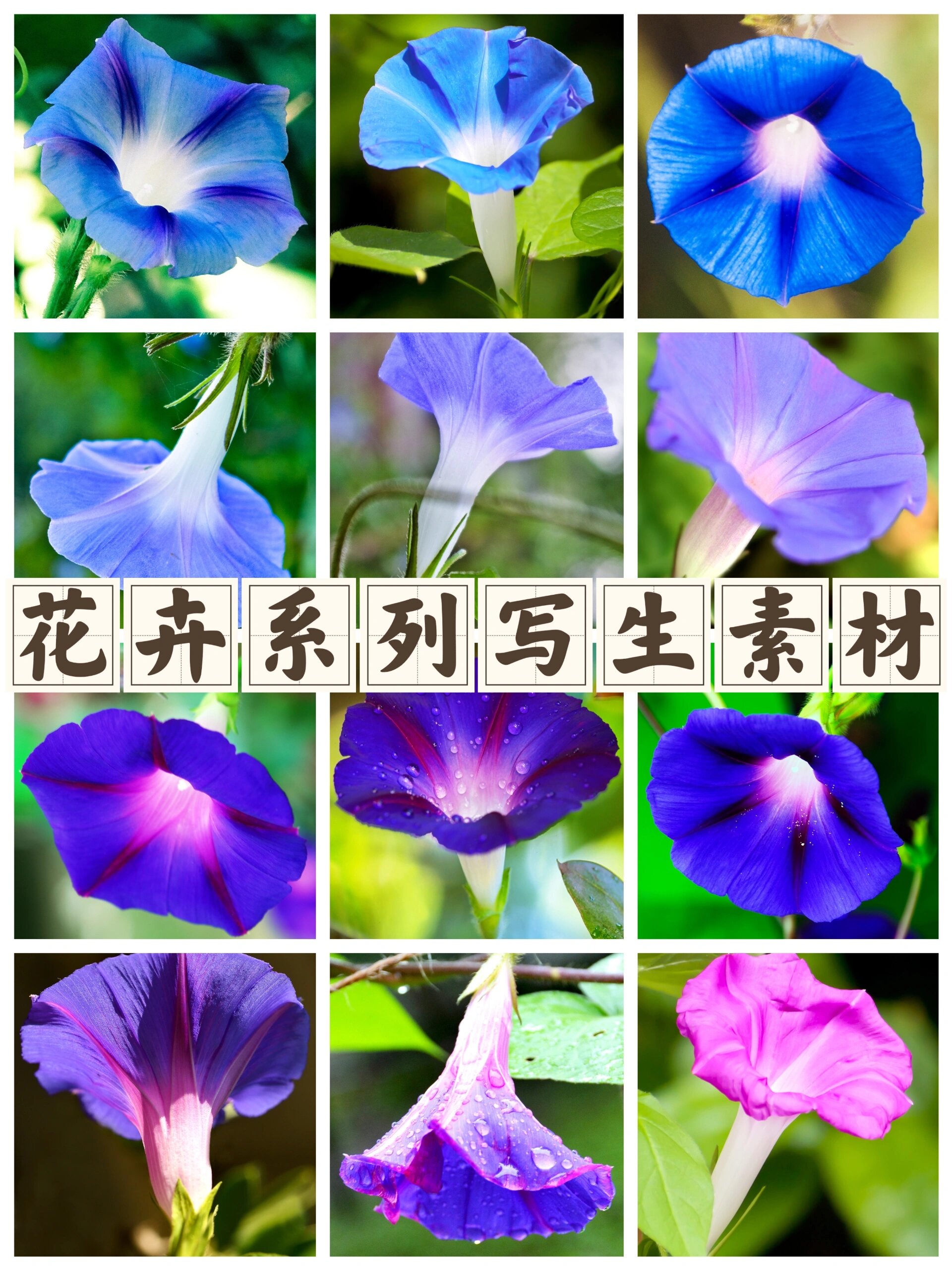 牵牛花写生图片