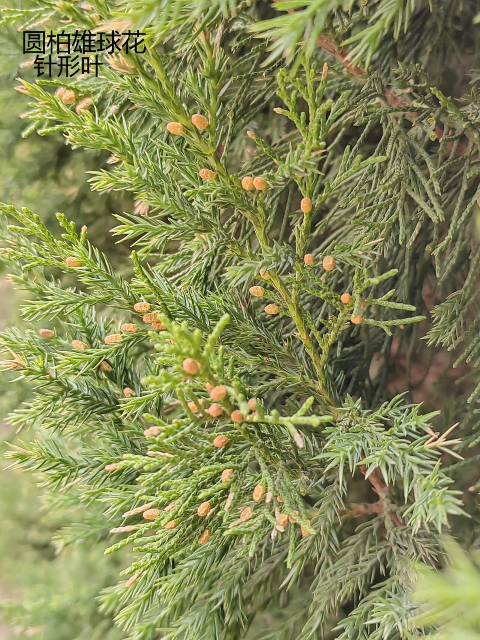 每日一花(柏树开花啦) 万物皆有花——针叶树篇 常绿树有花吗?