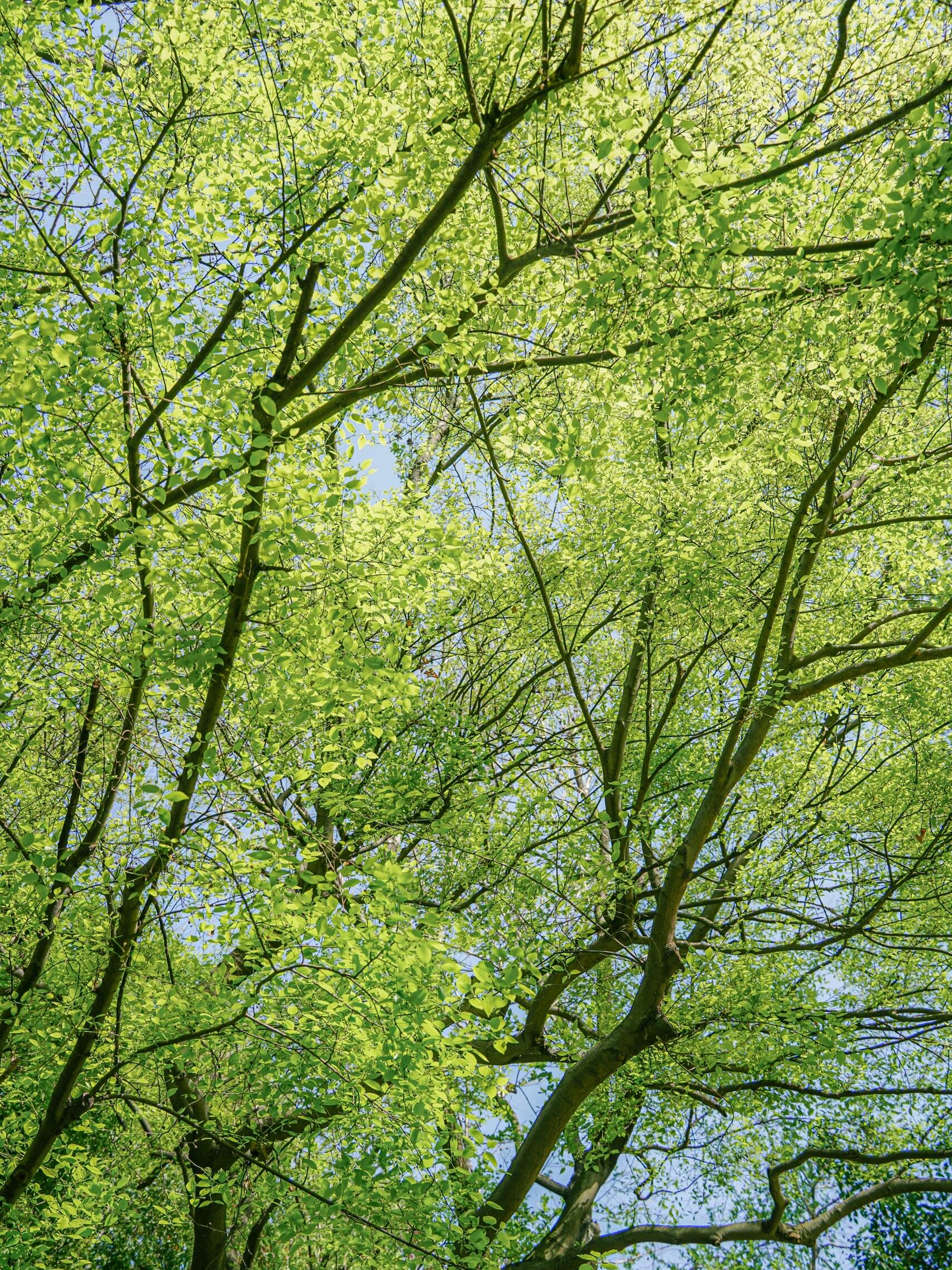 春天的树都是毛茸茸的
