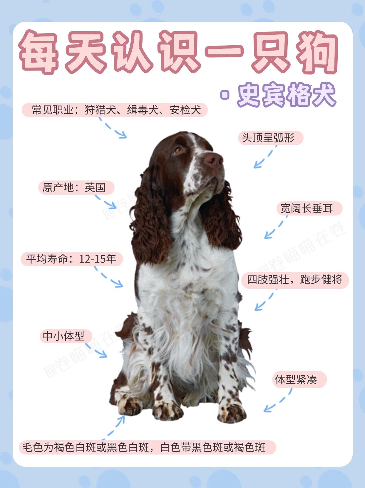 史宾格犬图鉴|烫头爱好者爱嗅闻的公务员