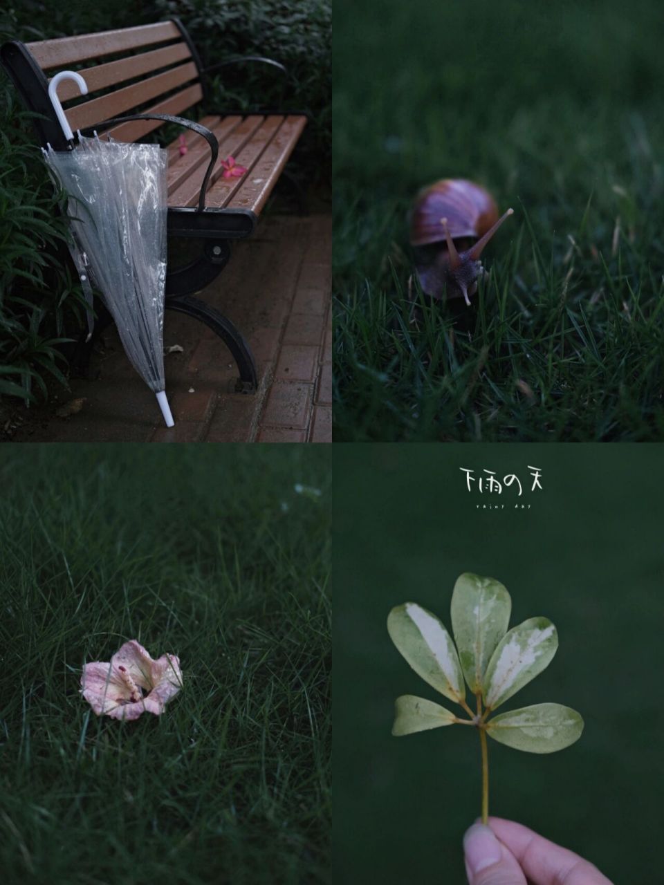 雨天拍照|喜欢三月的风四月的雨和五月的你 975152515609