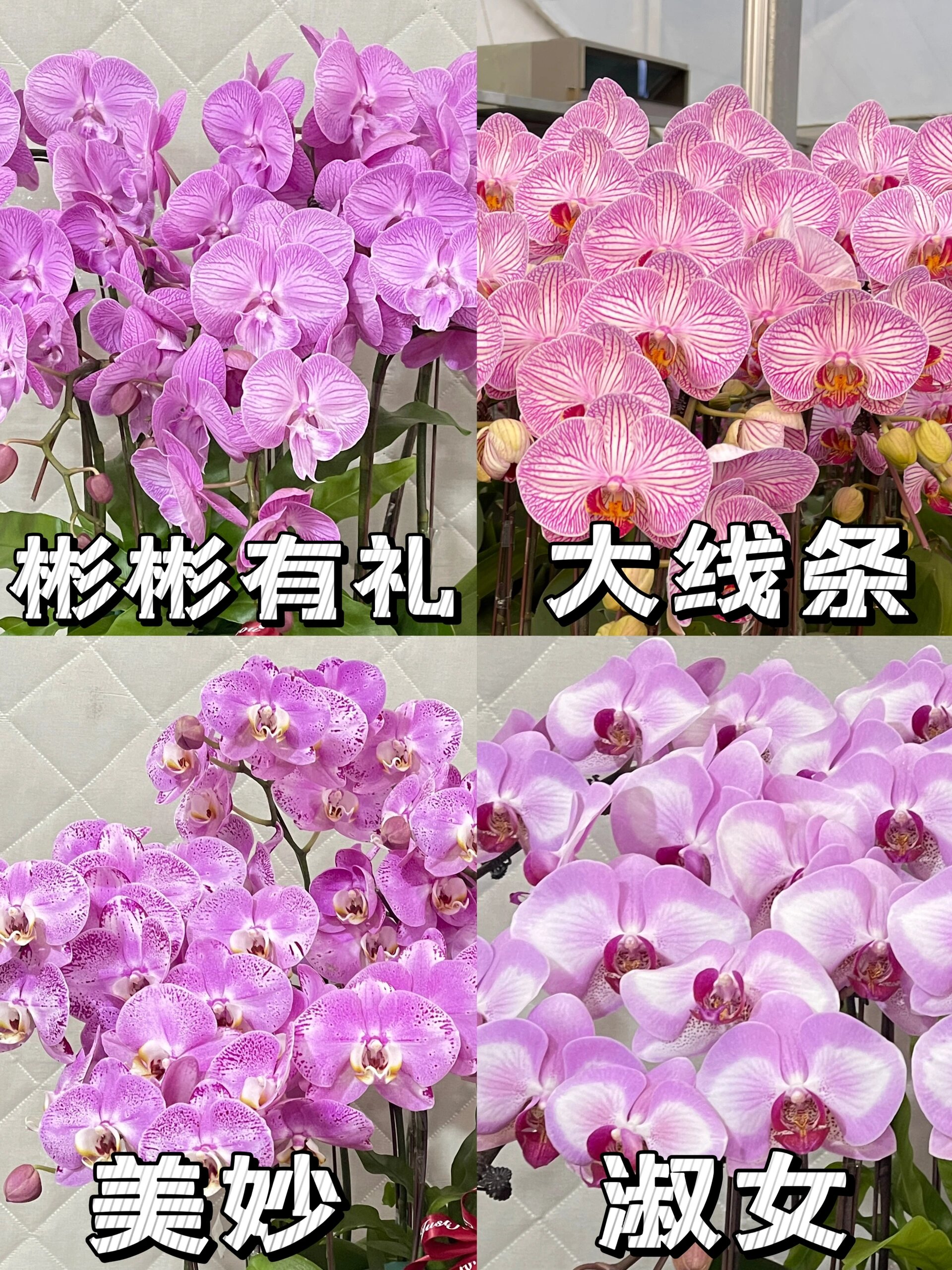 蝴蝶兰大花型品种介绍