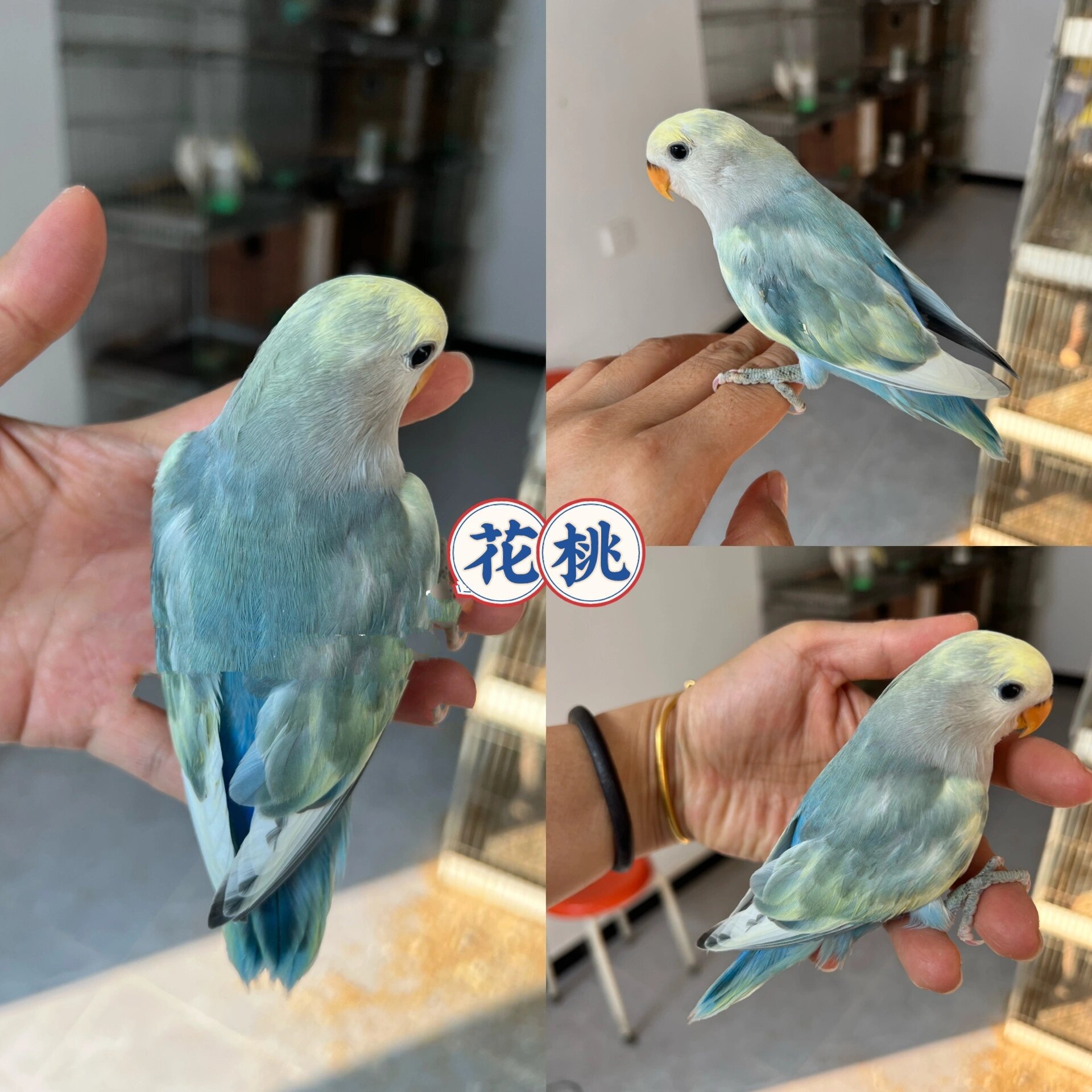 北京|花桃牡丹鹦鹉(手养) 年龄:45天左右 地点:北京顺义大孙各庄镇