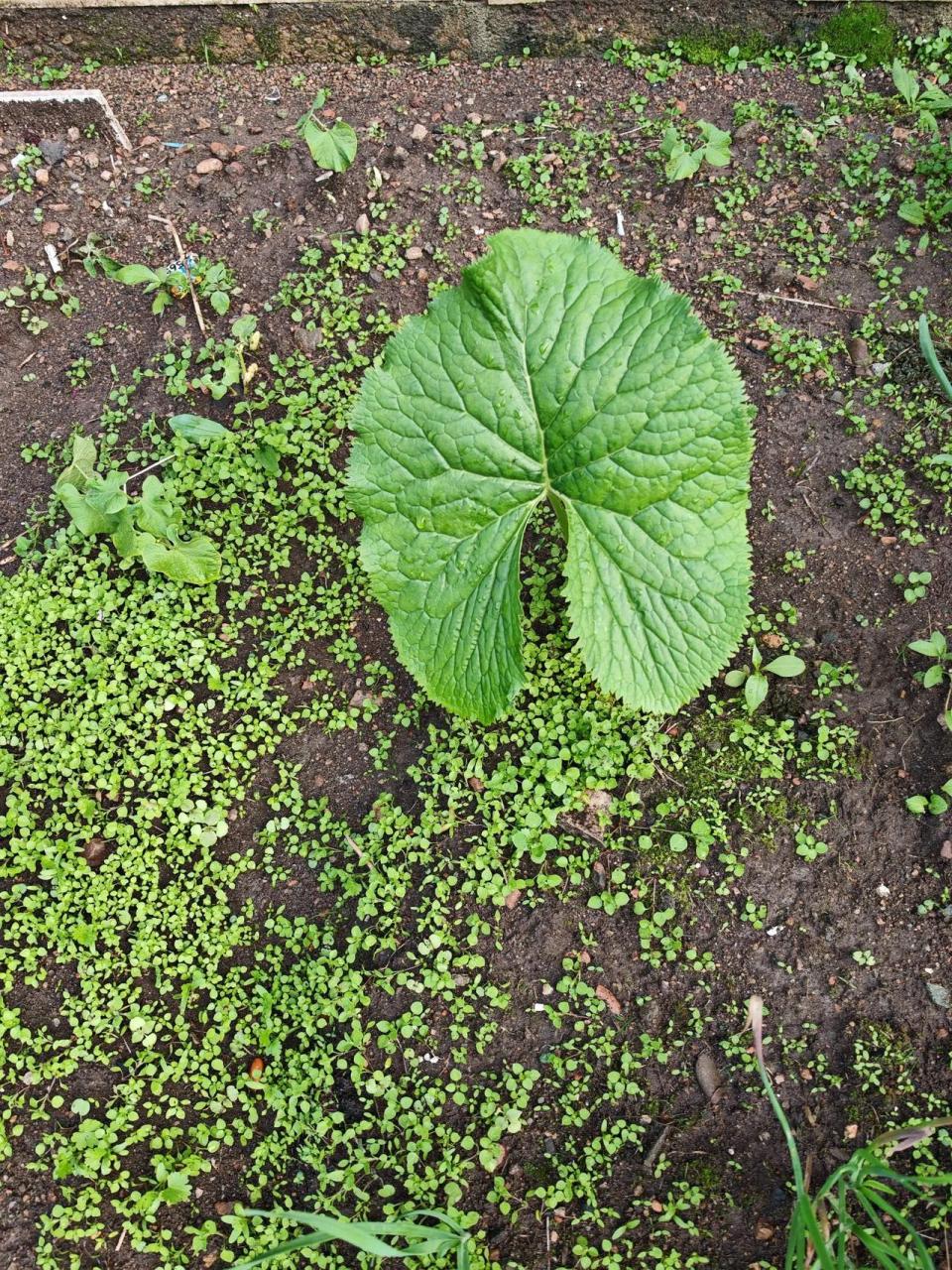 菜园里的马蹄叶,马上可以吃了