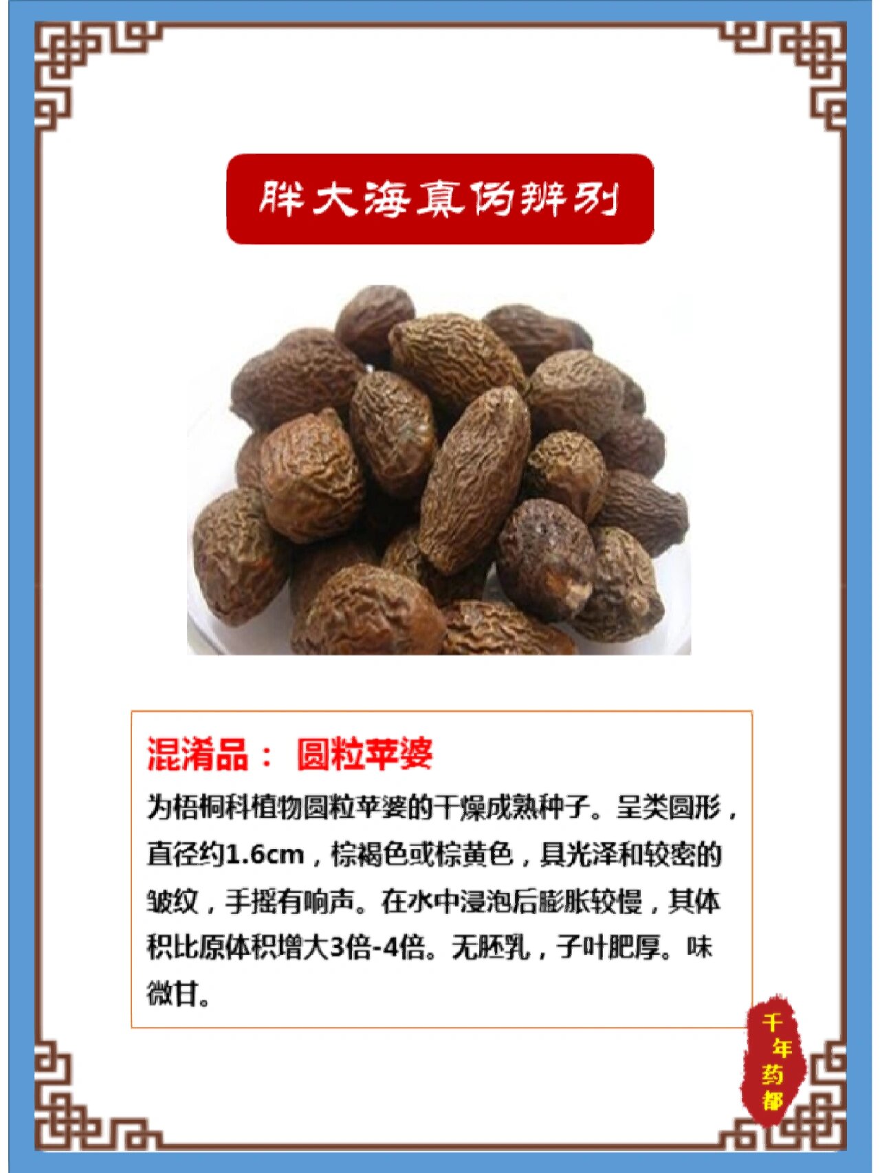 每天学习一味中草药—胖大海