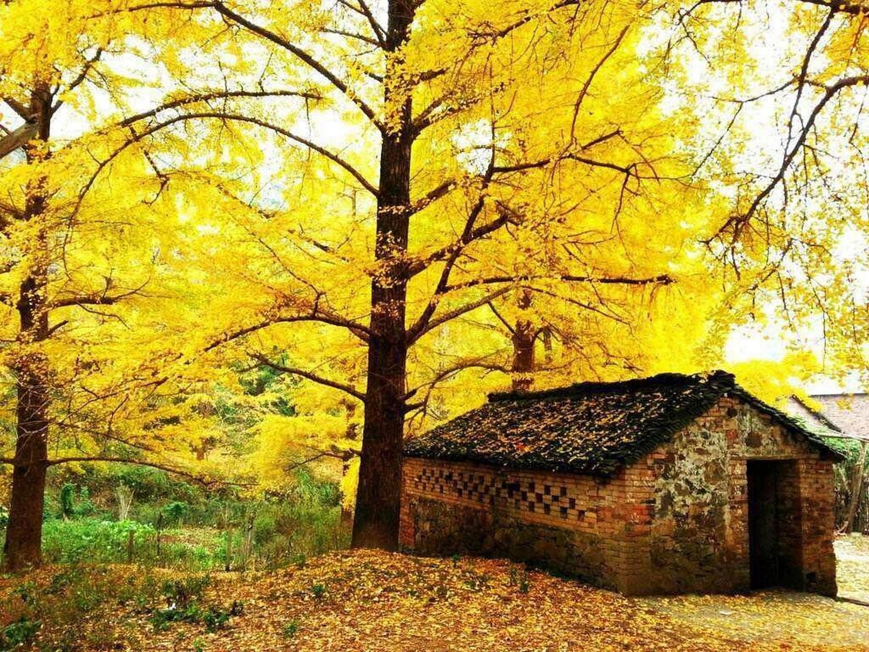 桂北绝美秋色 海洋银杏林, 位于广西桂林市灵川县海洋乡.