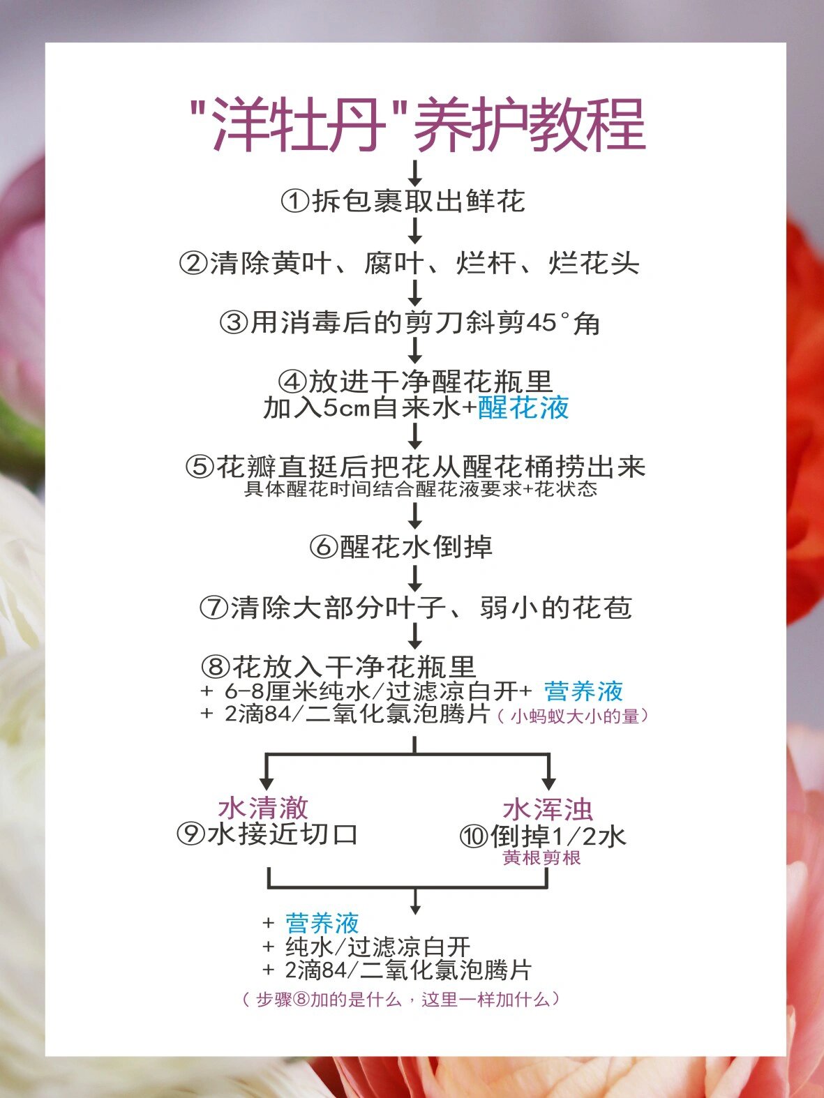 洋牡丹【毛茛花】鲜切花养护流程图 78醒花 养花具体流程如下:78