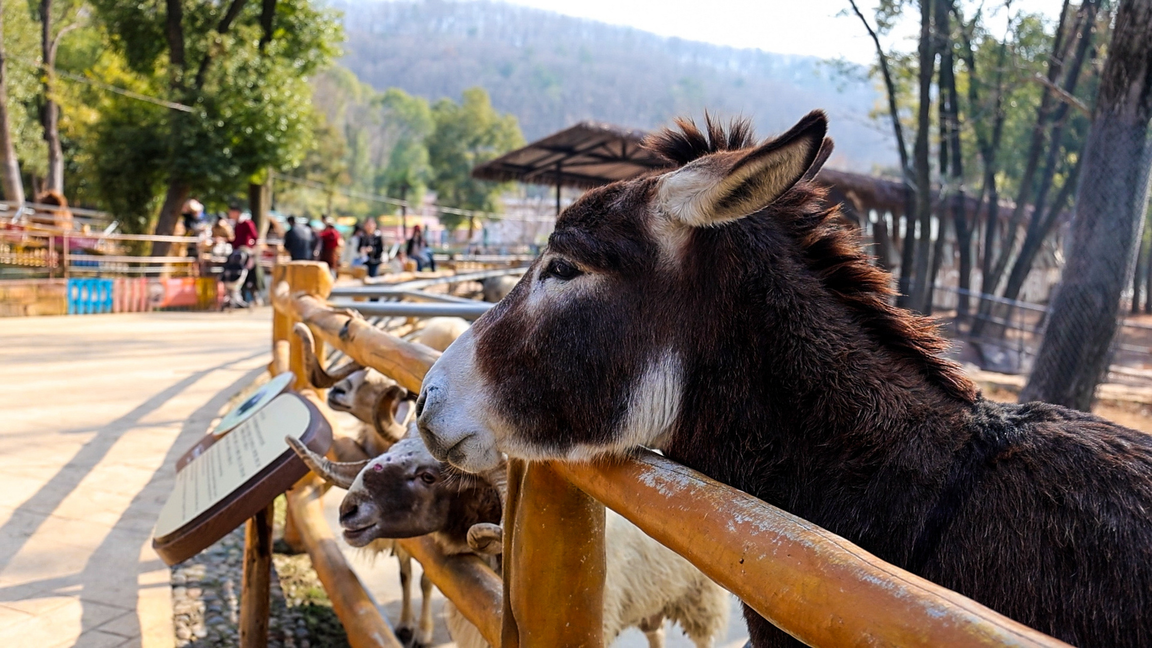 去武汉野生动物王国看看吧!