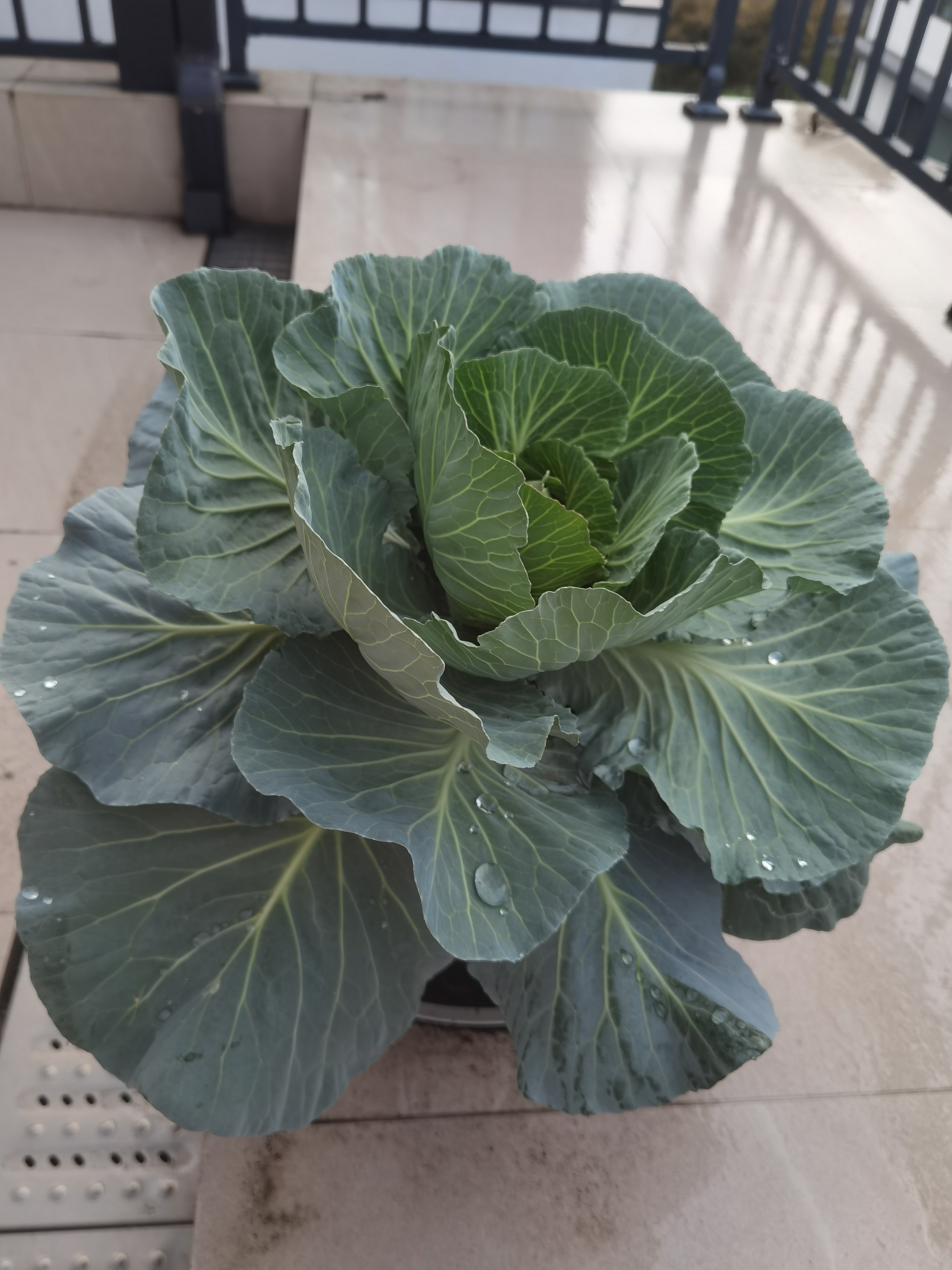 美丽中国,美丽庭院,花花草草都很美.