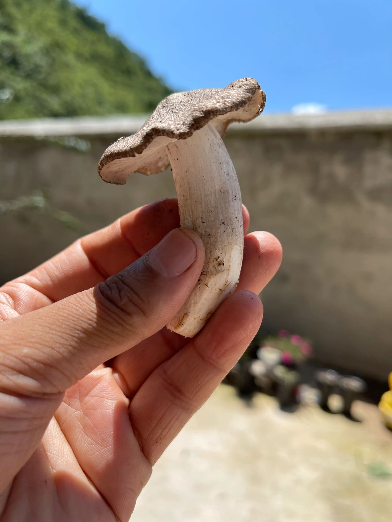 今年的小黑菌好大朵啊 这个菌应该是全世界炖汤最好吃的野生菌了吧,香