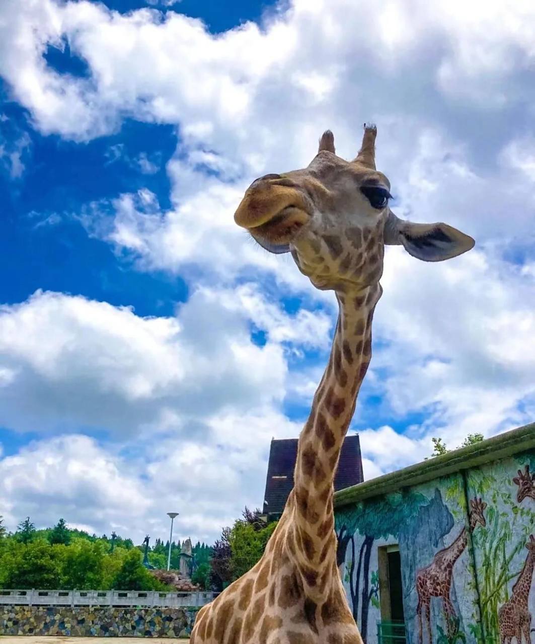 每年必去的溜娃地  |扎佐野生动物园 92扎佐野生动物园 —— 92