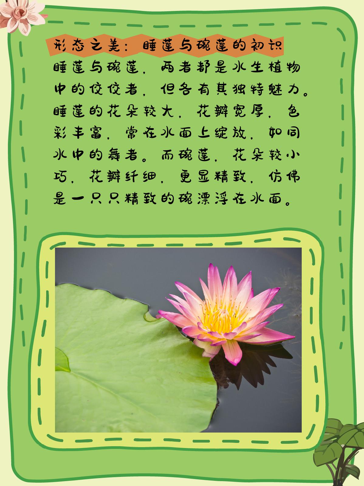 睡莲和碗莲有什么区别