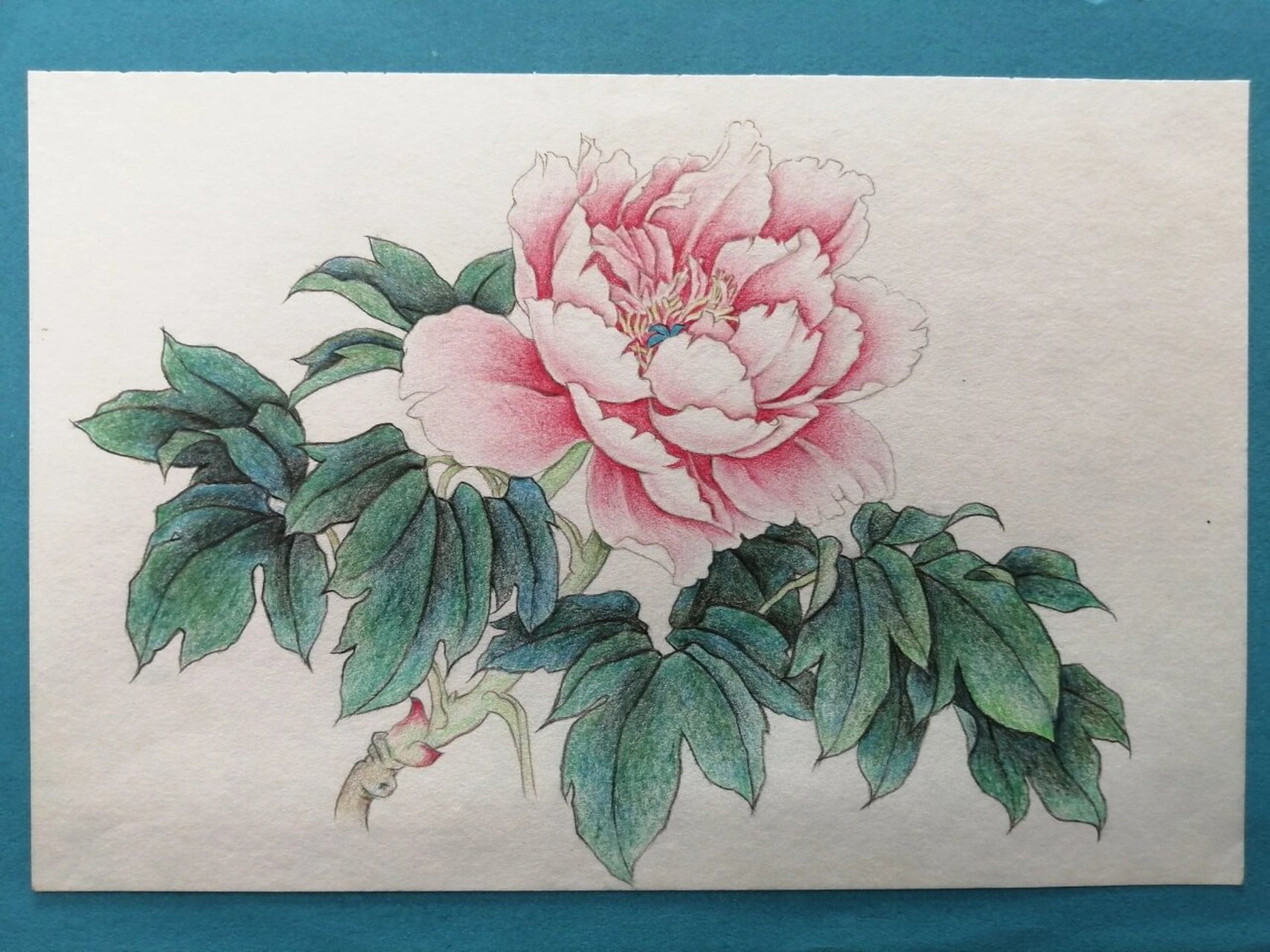 牡丹花手绘步骤 彩铅花卉手绘练习