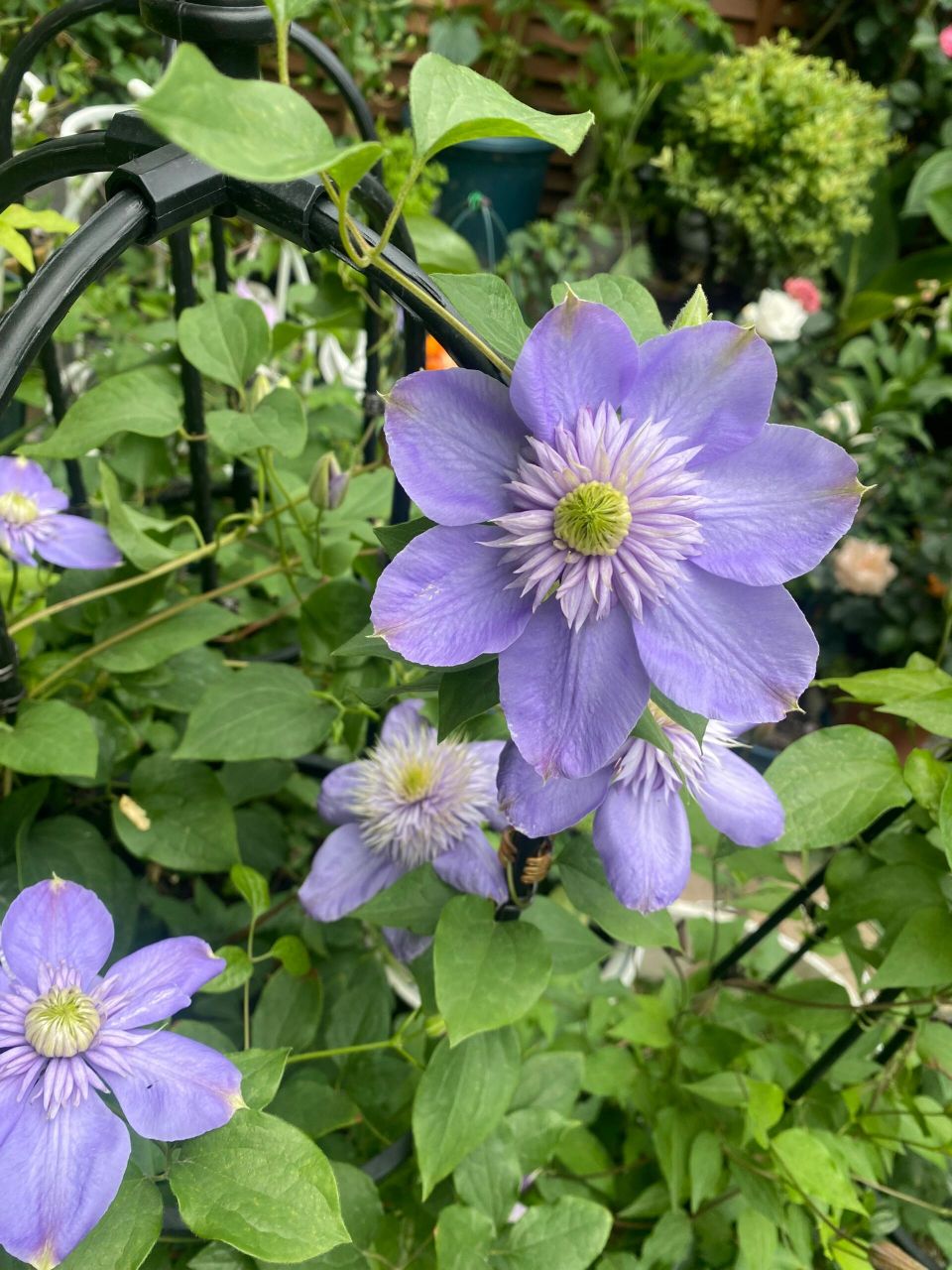 第二波铁线莲 记录一下小院里第二波盛开的铁线莲～ 	 1.