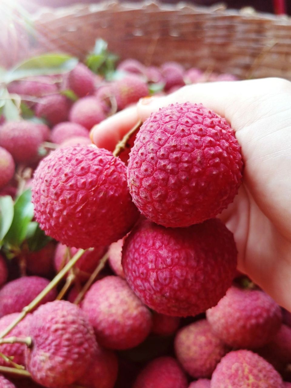 正宗香山鸡嘴荔枝 40元1斤包邮 香山鸡嘴荔