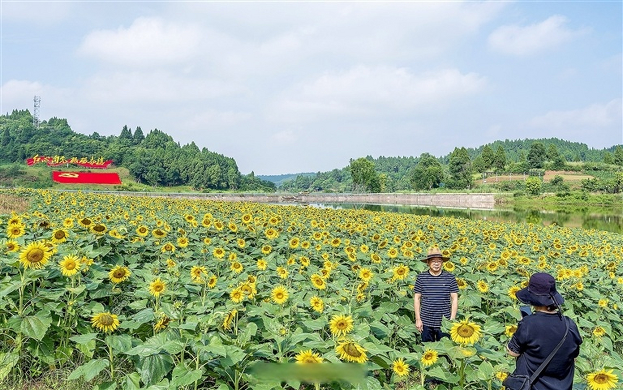 【蓬溪县大石镇牛角沟村:向日葵绚烂盛开引客来】作为四川省实施乡村