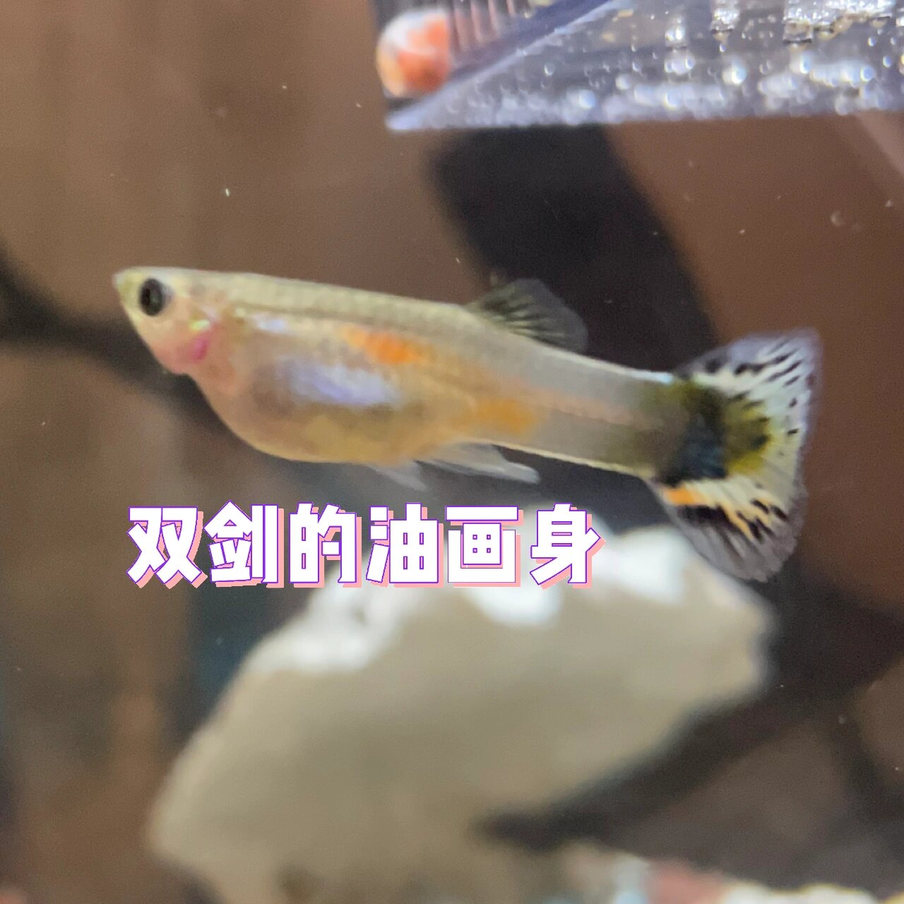 月光鱼孔雀鱼杂交图片