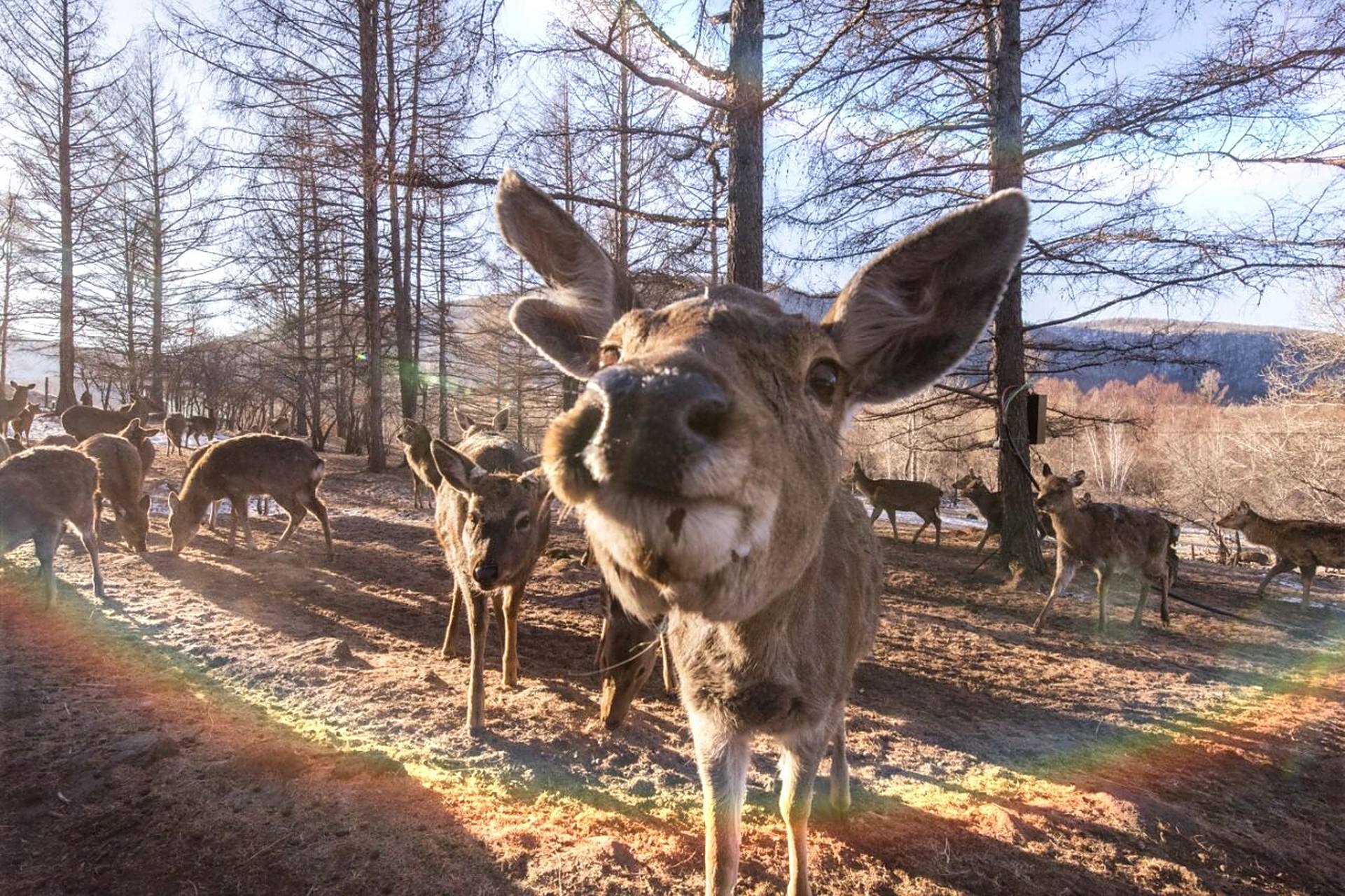 民间用鹿产品向