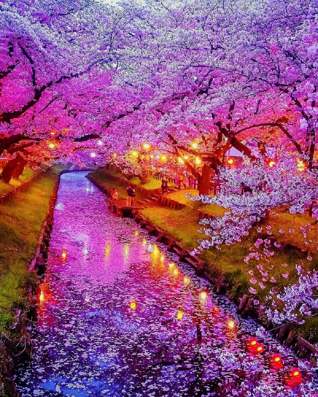 日本9591樱花季,超前赏樱攻略94(2023) 日本樱花季是2月至5月