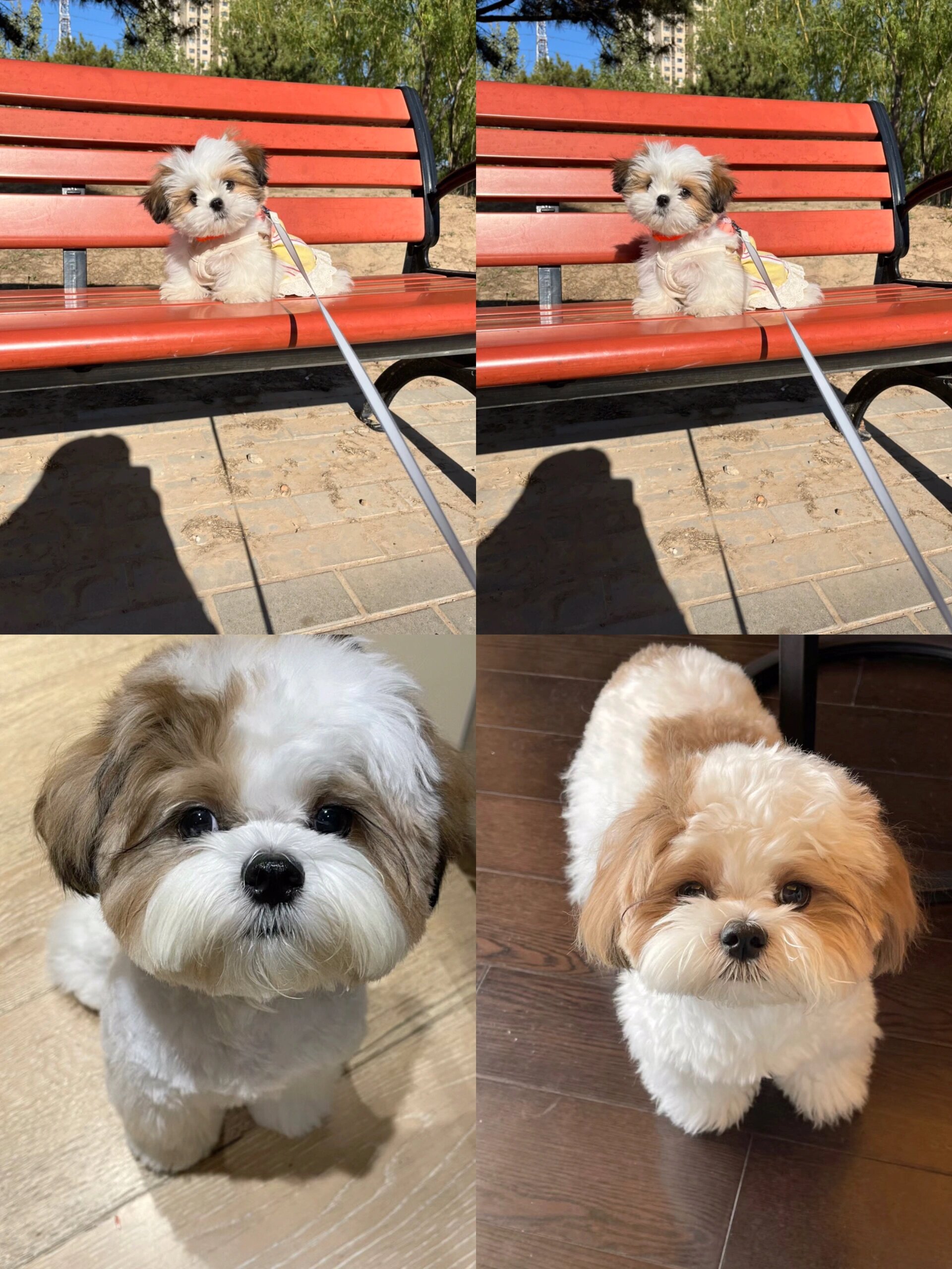 西施犬狗狗 1500一只 找新家 蹲家长   自家犬舍繁殖西施犬狗狗 目前