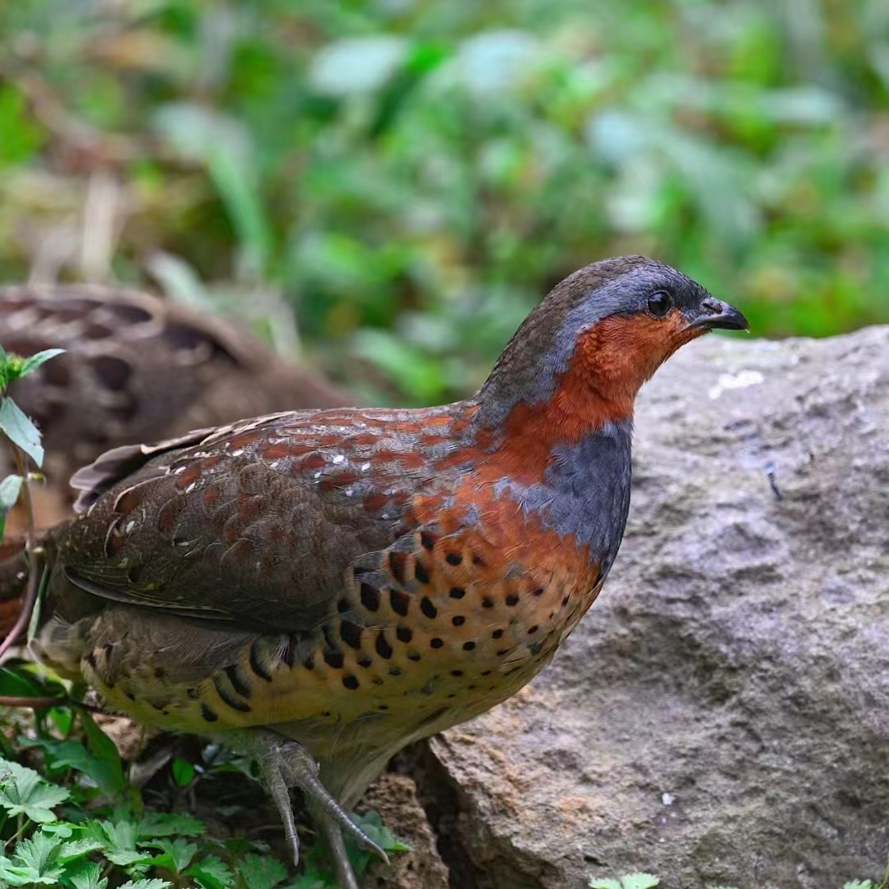 竹鸡图片大全大图 今日分享99 竹鸡94野生动物还是比家鸡好看,也