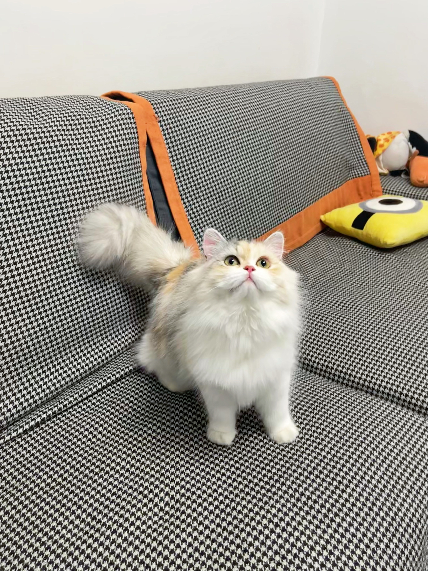 苏格兰高地英国长毛猫三花妹妹找新家903500 出一只八个月苏格兰